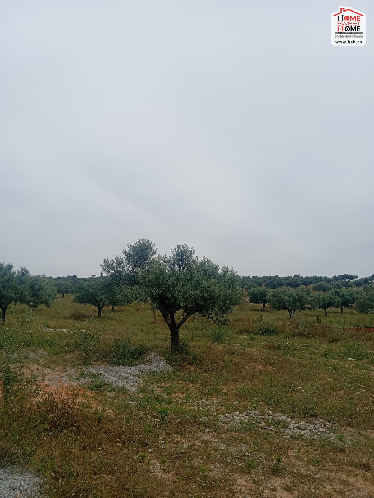 Zaghouan Zaghouan Vente Surfaces Terrain agricole olivia  zaghouan