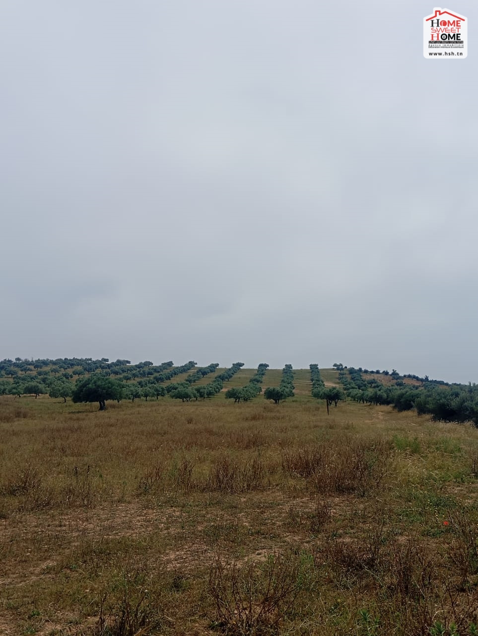 Zaghouan Zaghouan Vente Surfaces Terrain agricole olivia  zaghouan
