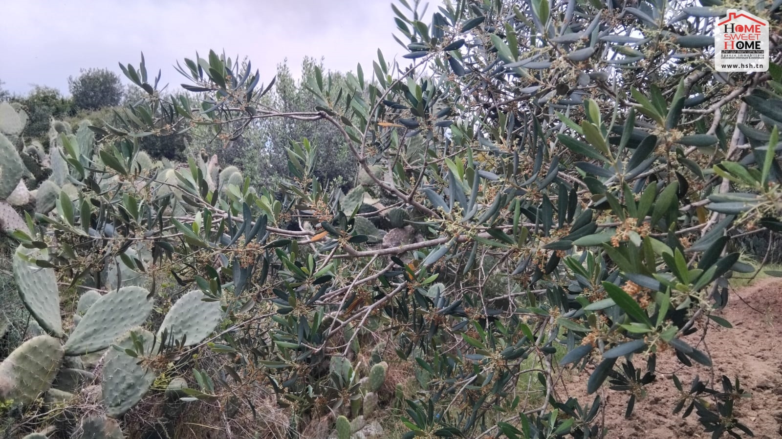 Nabeul Nabeul Vente Surfaces Terrain agricole chana  nabeul