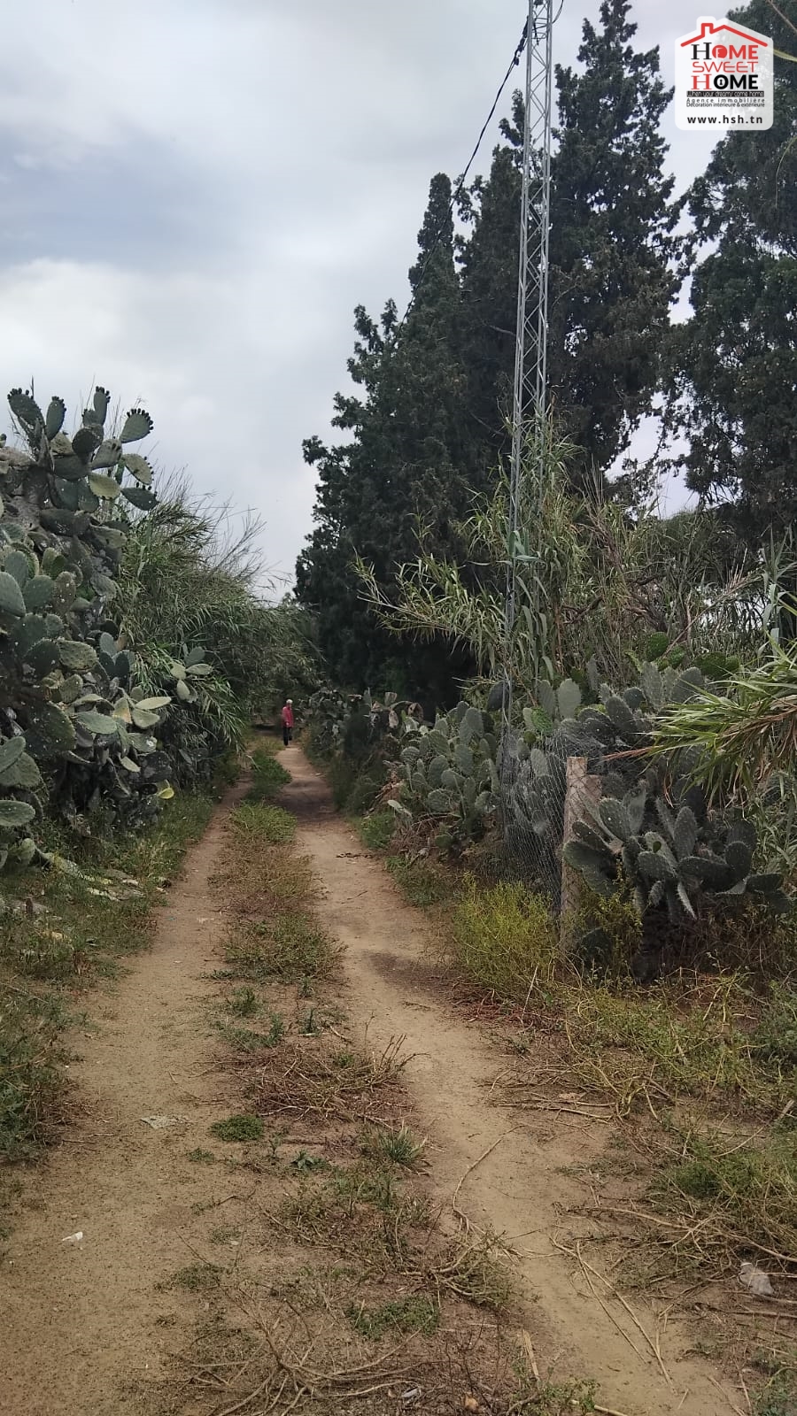 Nabeul Nabeul Vente Surfaces Terrain agricole chana  nabeul