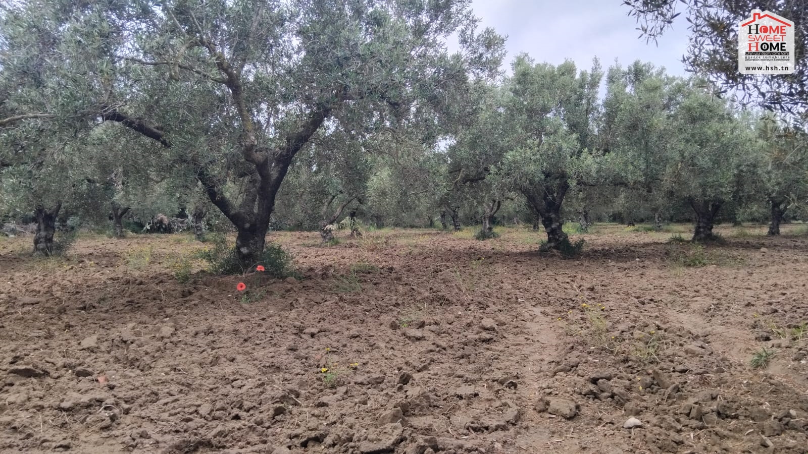 Nabeul Nabeul Vente Surfaces Terrain agricole chana  nabeul