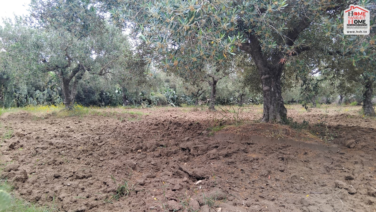Nabeul Nabeul Vente Surfaces Terrain agricole chana  nabeul