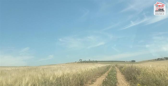 Mejez El Bab Mejez El Bab Vente Surfaces Terrain agricole ichrak  mjez beb  beja