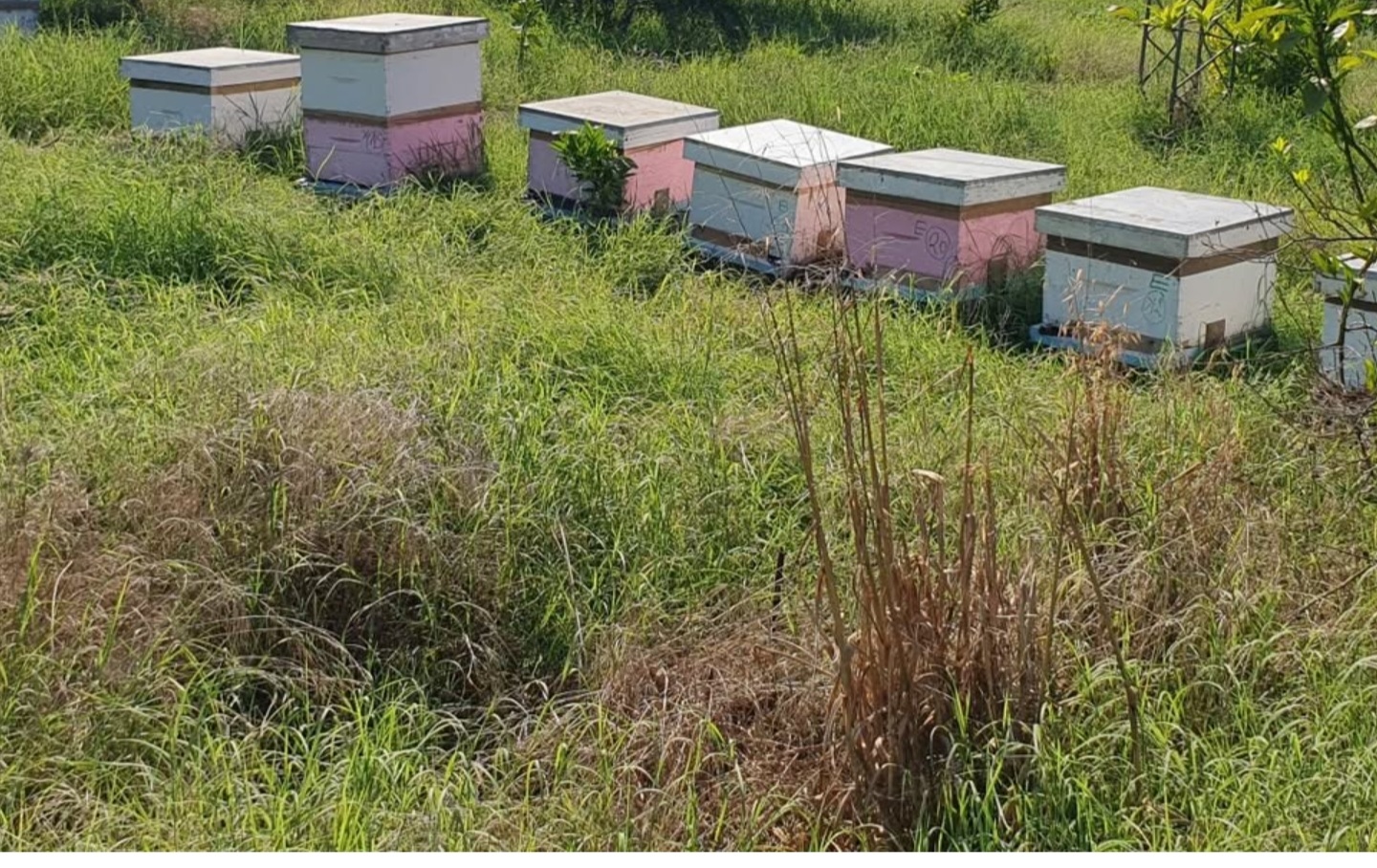 Ariana Ville Ariana Autre Autre Ruches d'abeilles