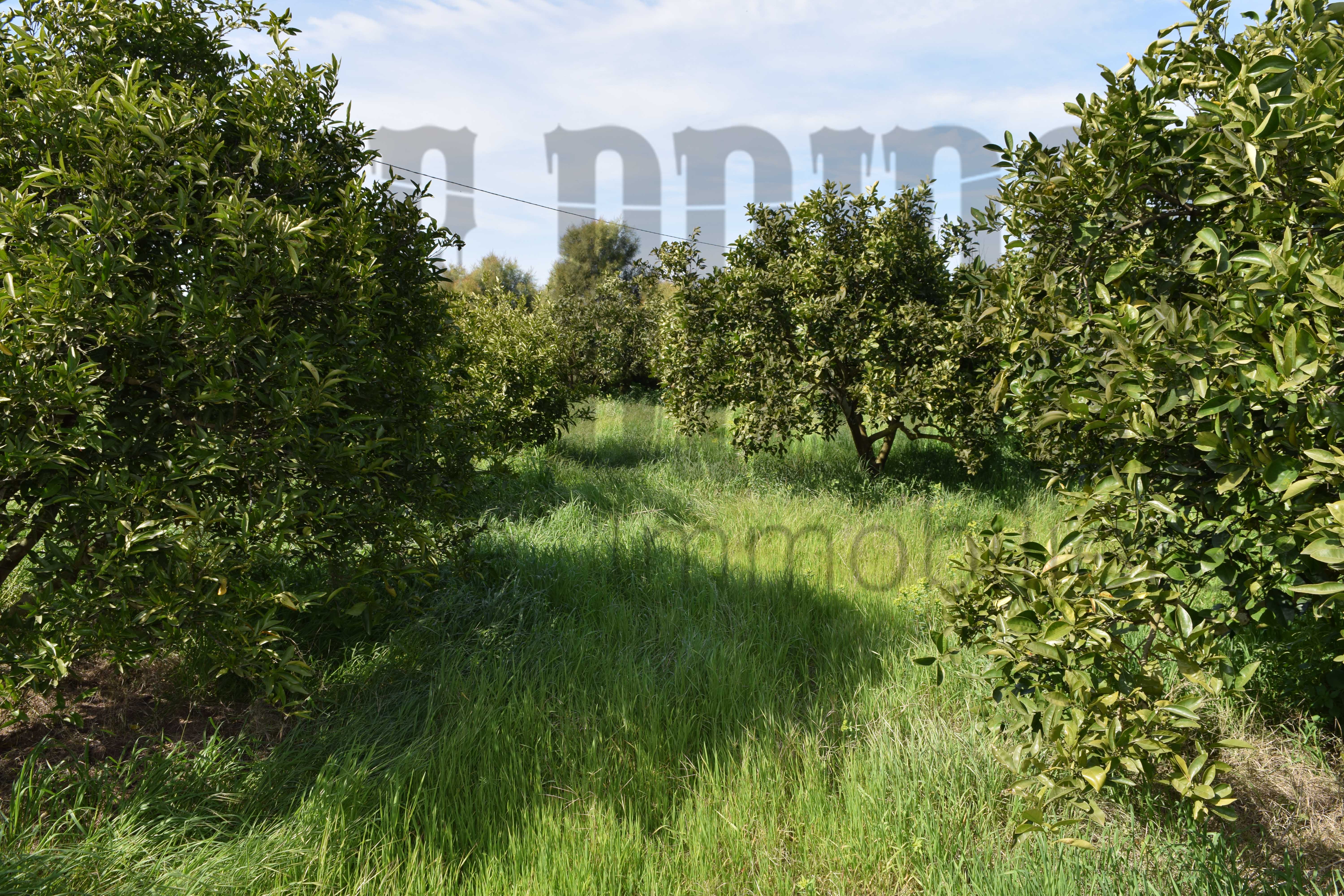 Beni Khalled Zaouiet Jedidi Terrain Terrain agricole 2 hectares et demi  zaouiet jedidi