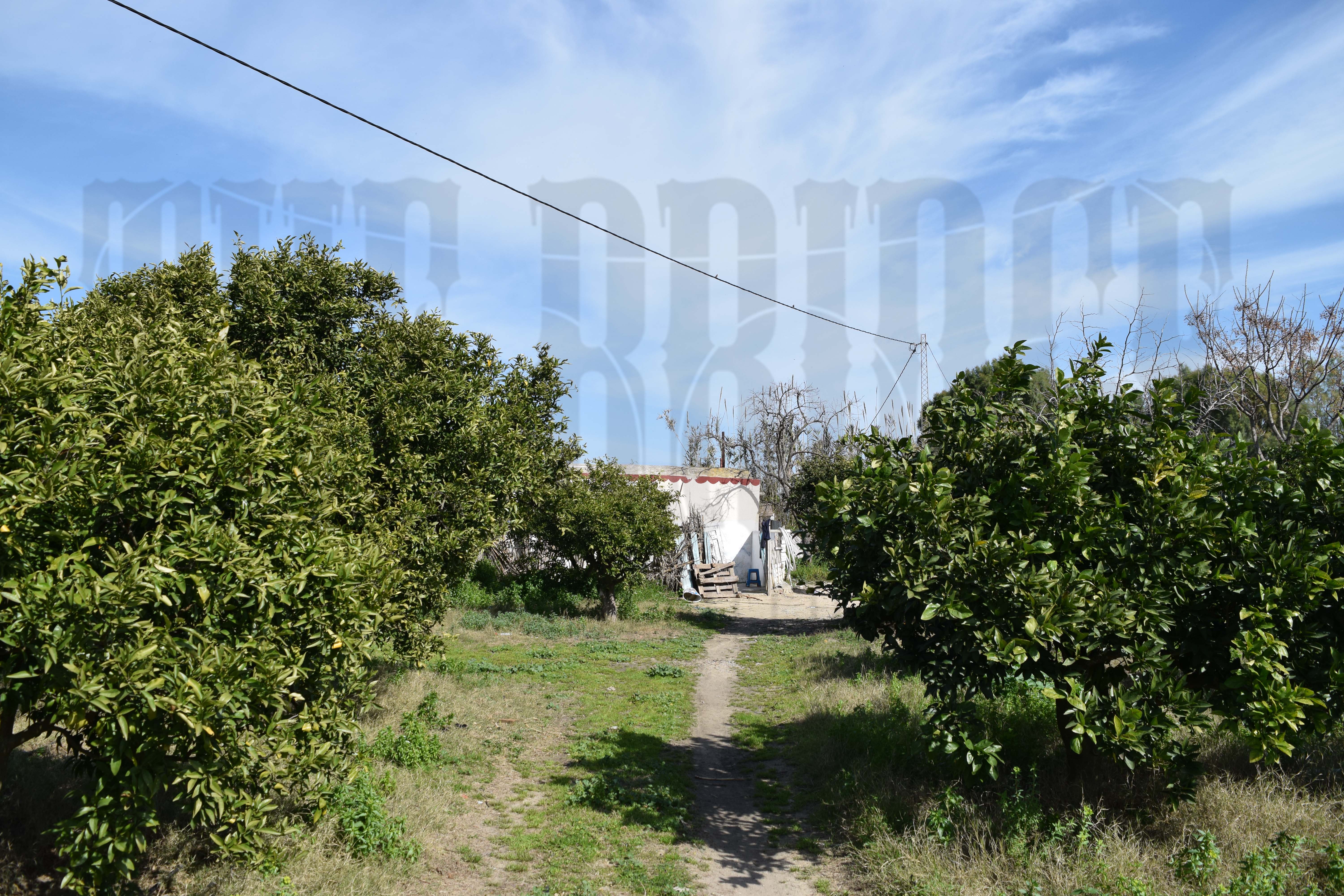 Beni Khalled Zaouiet Jedidi Terrain Terrain agricole 2 hectares et demi  zaouiet jedidi