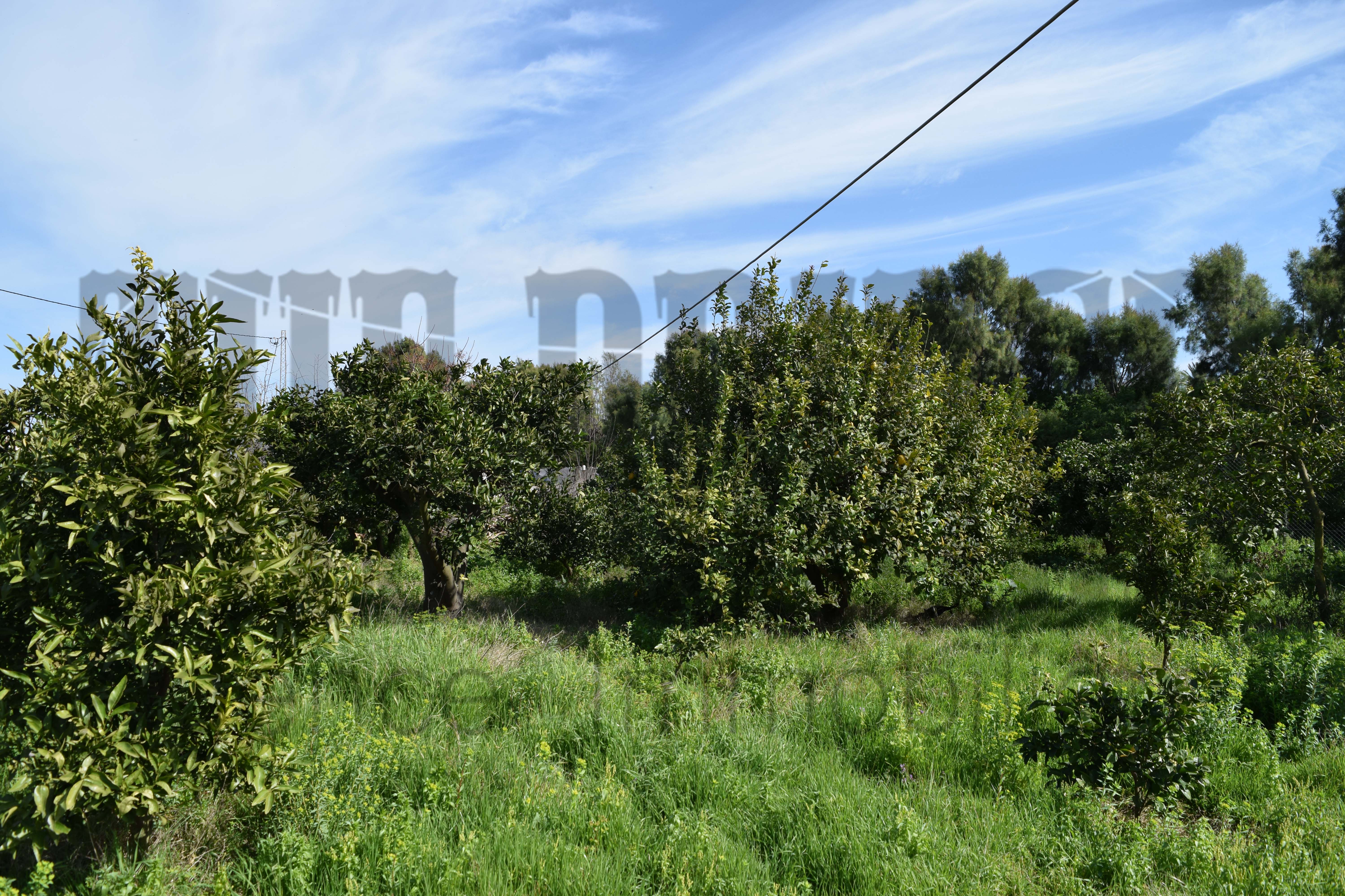 Beni Khalled Zaouiet Jedidi Terrain Terrain agricole 2 hectares et demi  zaouiet jedidi