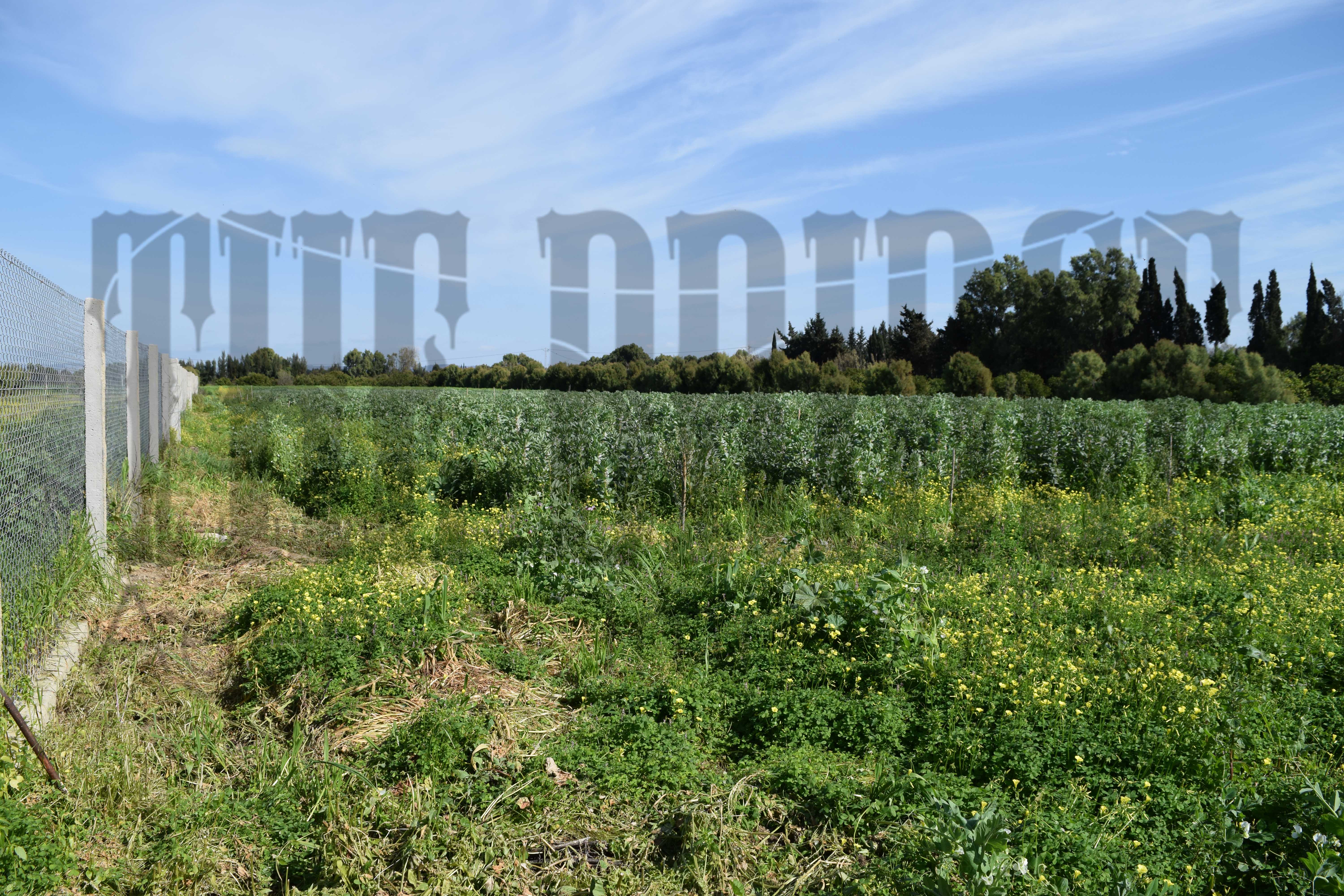 Beni Khalled Zaouiet Jedidi Terrain Terrain agricole 2 hectares et demi  zaouiet jedidi