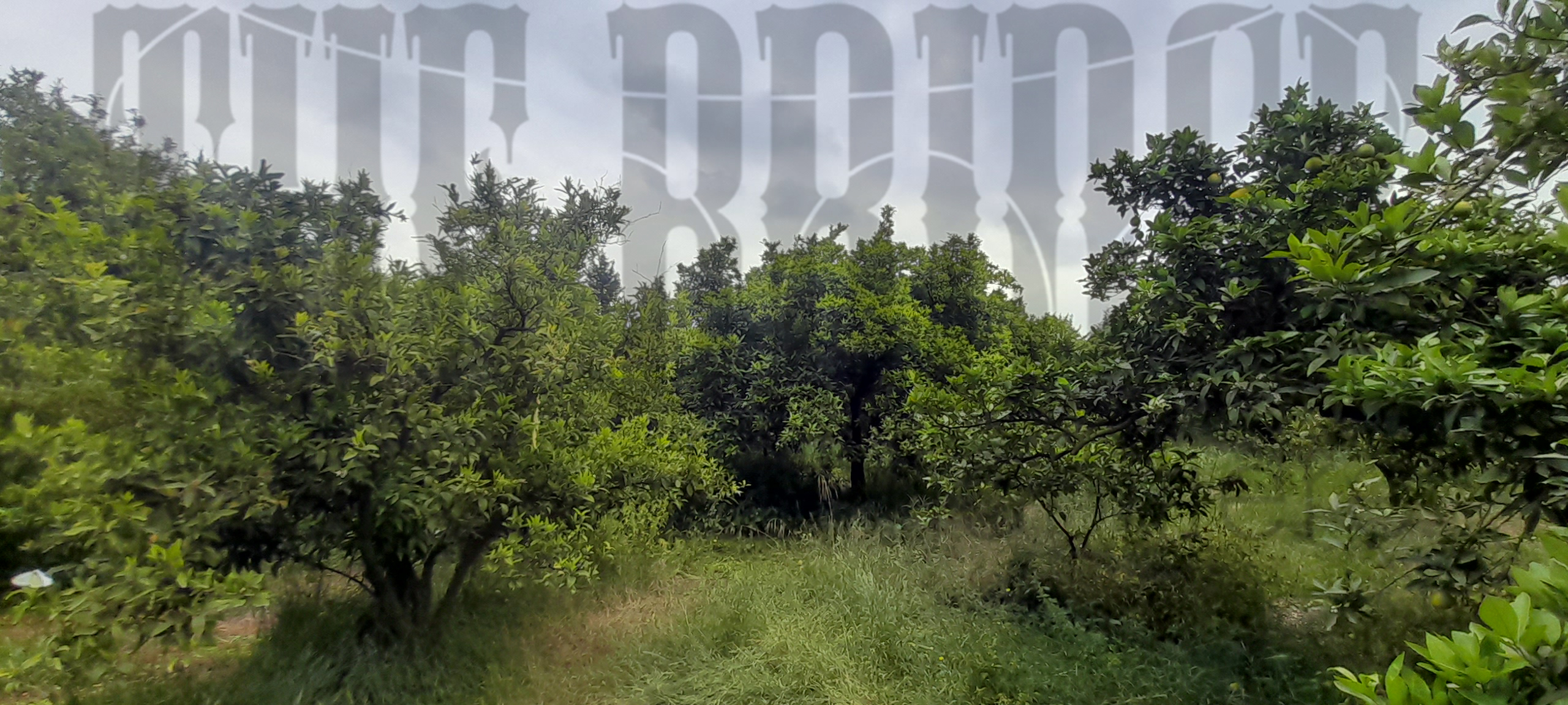 Grombalia Grombalia Terrain Terrain agricole 2 hectares 6000 mc dagrumes   grombalia