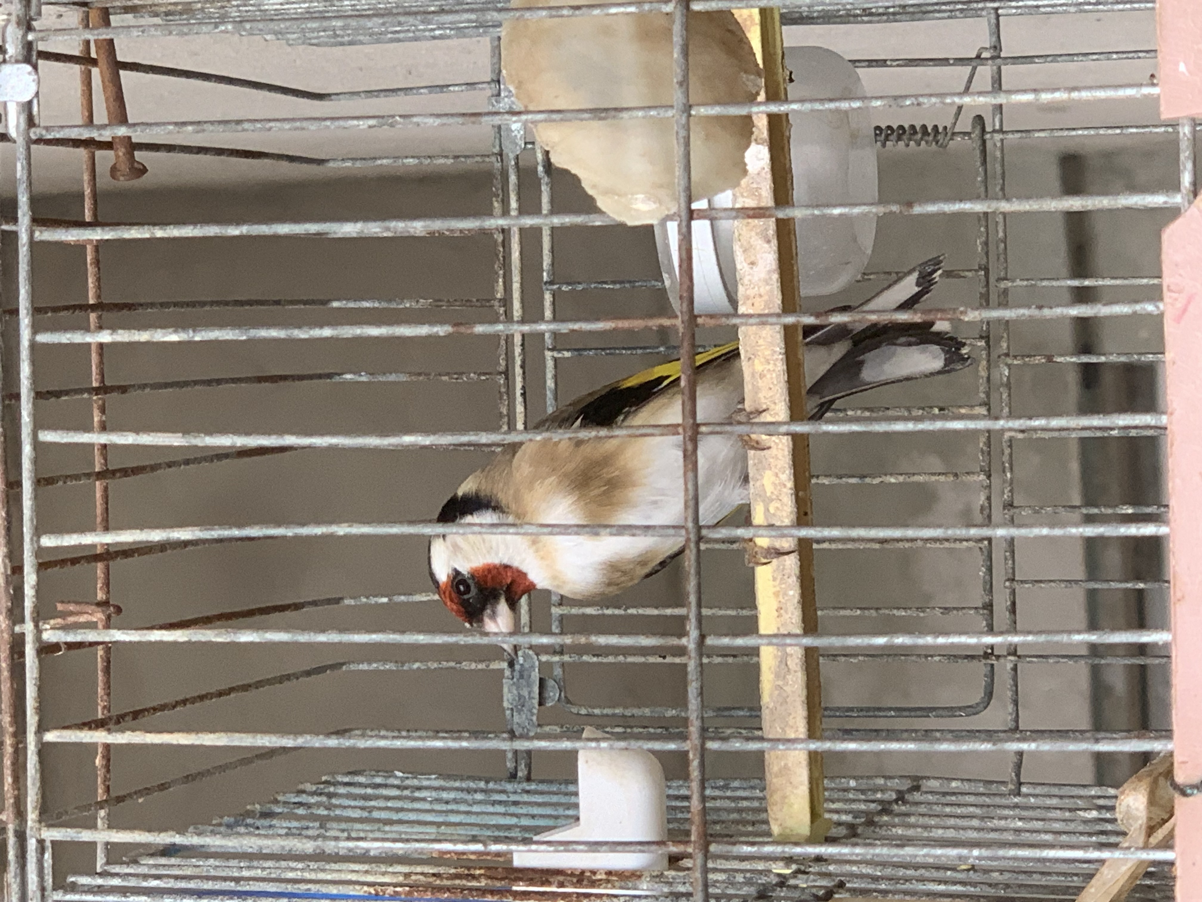 Le Bardo Le Bardo Oiseaux Autre Moknin yirani omro amine
