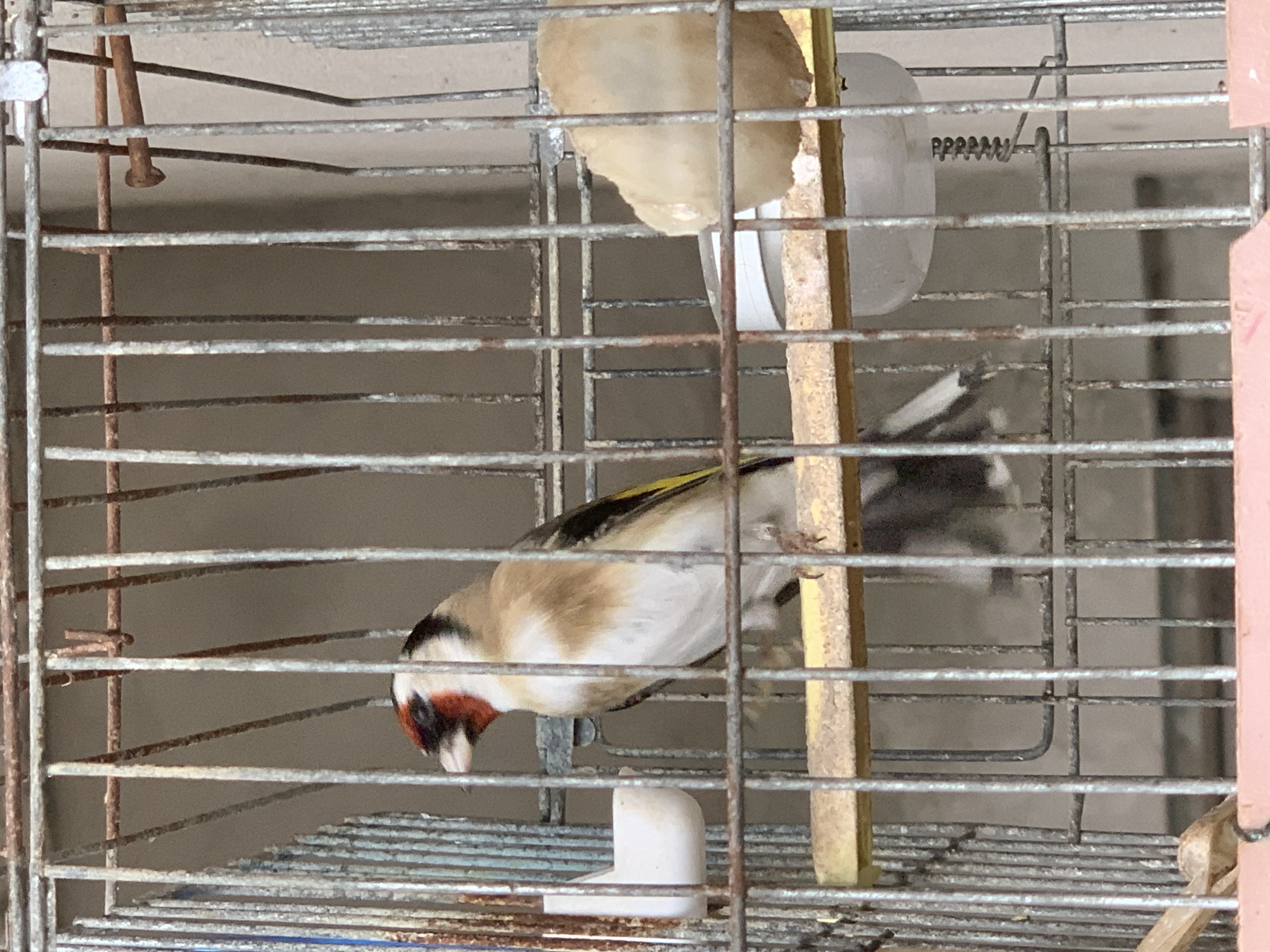 Le Bardo Le Bardo Oiseaux Autre Moknin yirani omro amine