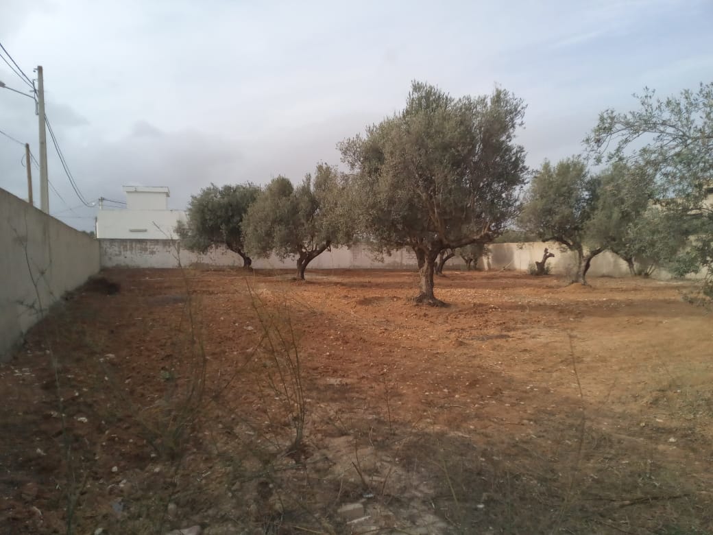 Raoued Borj Touil Terrain Terrain nu Vnt ter borj touil 707m2