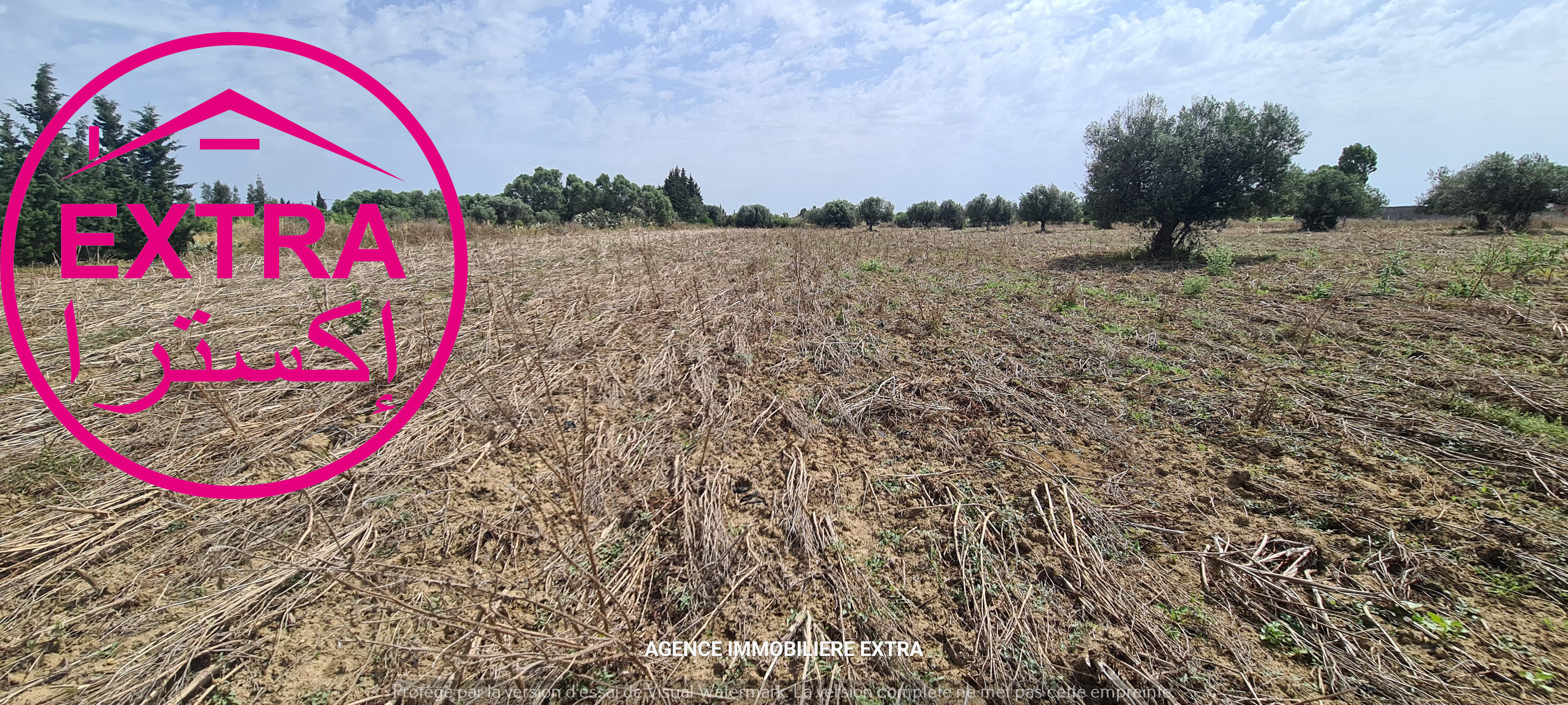 Bou Argoub El Machrouha Terrain Terrain agricole Campagne  el machrouha bou argoub