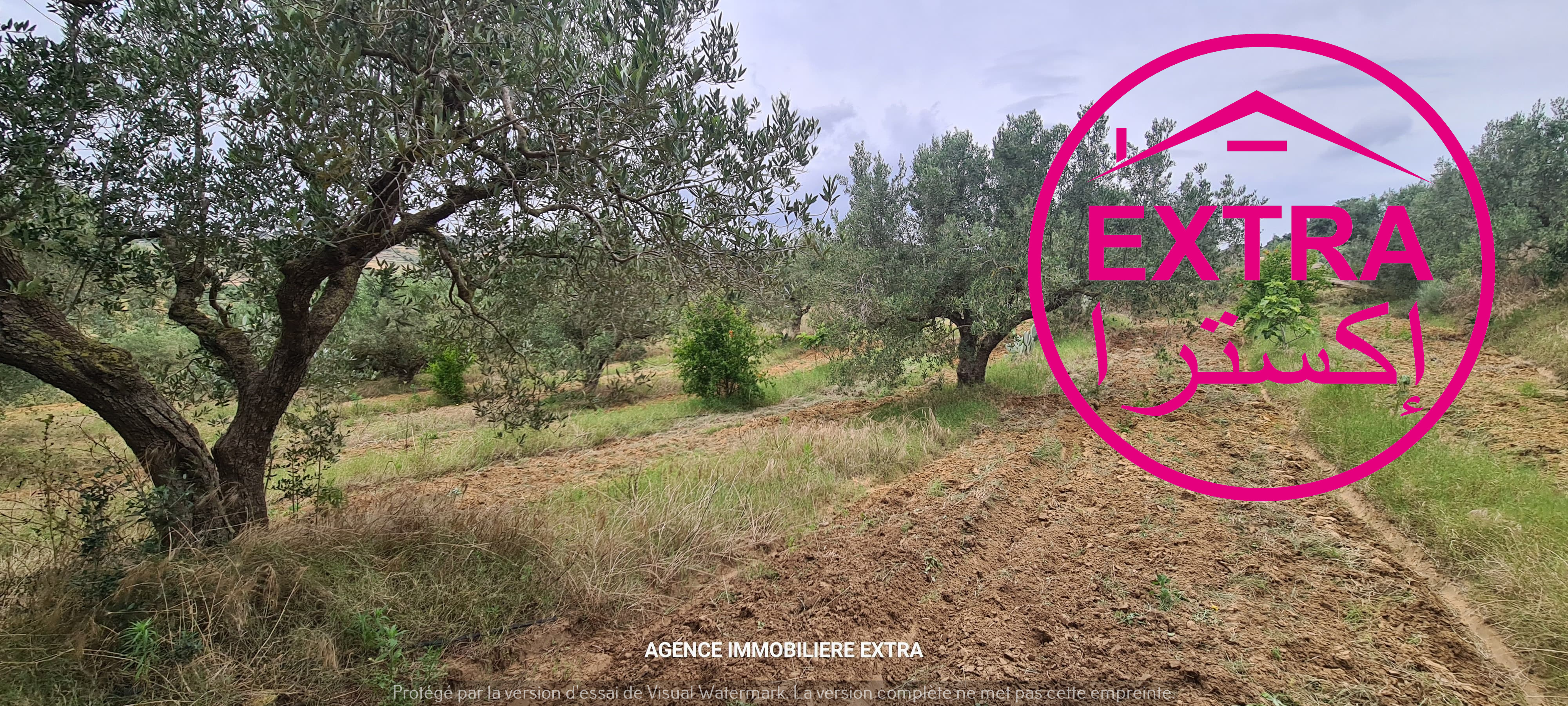 Nabeul Henchir El Haouaria Terrain Terrain agricole Campagne  el hwaria de nabeul