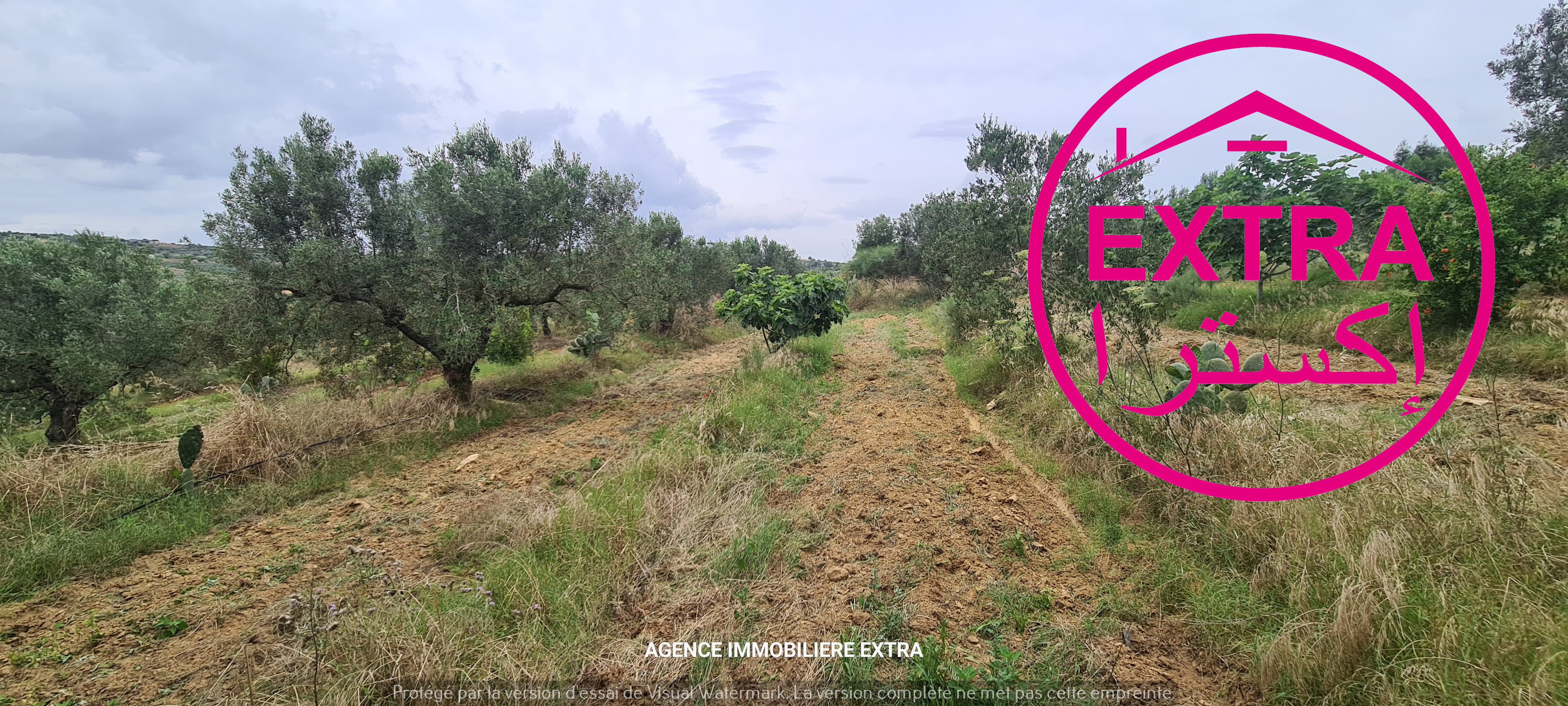 Nabeul Henchir El Haouaria Terrain Terrain agricole Campagne  el hwaria de nabeul