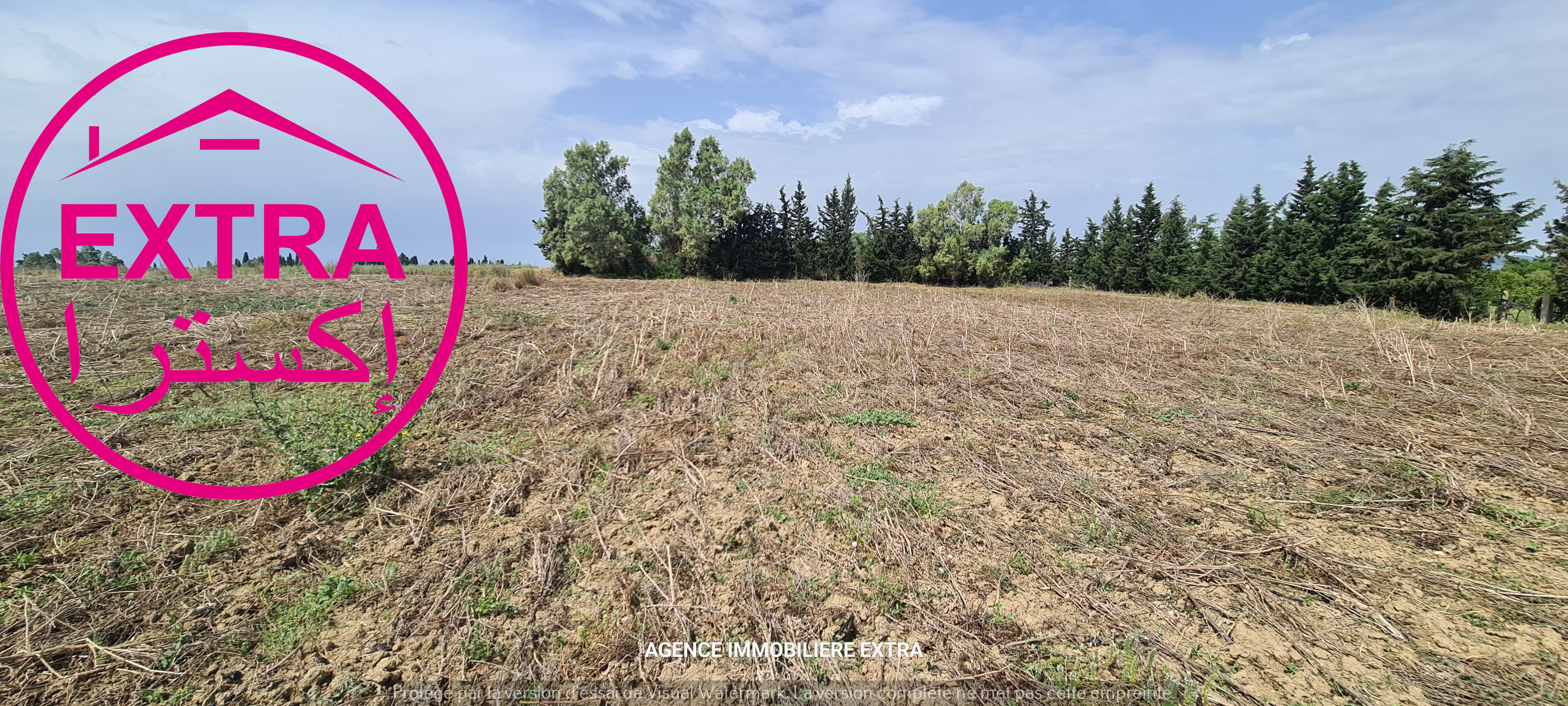 Bou Argoub El Machrouha Terrain Terrain agricole 2eme campagne  el machrouha