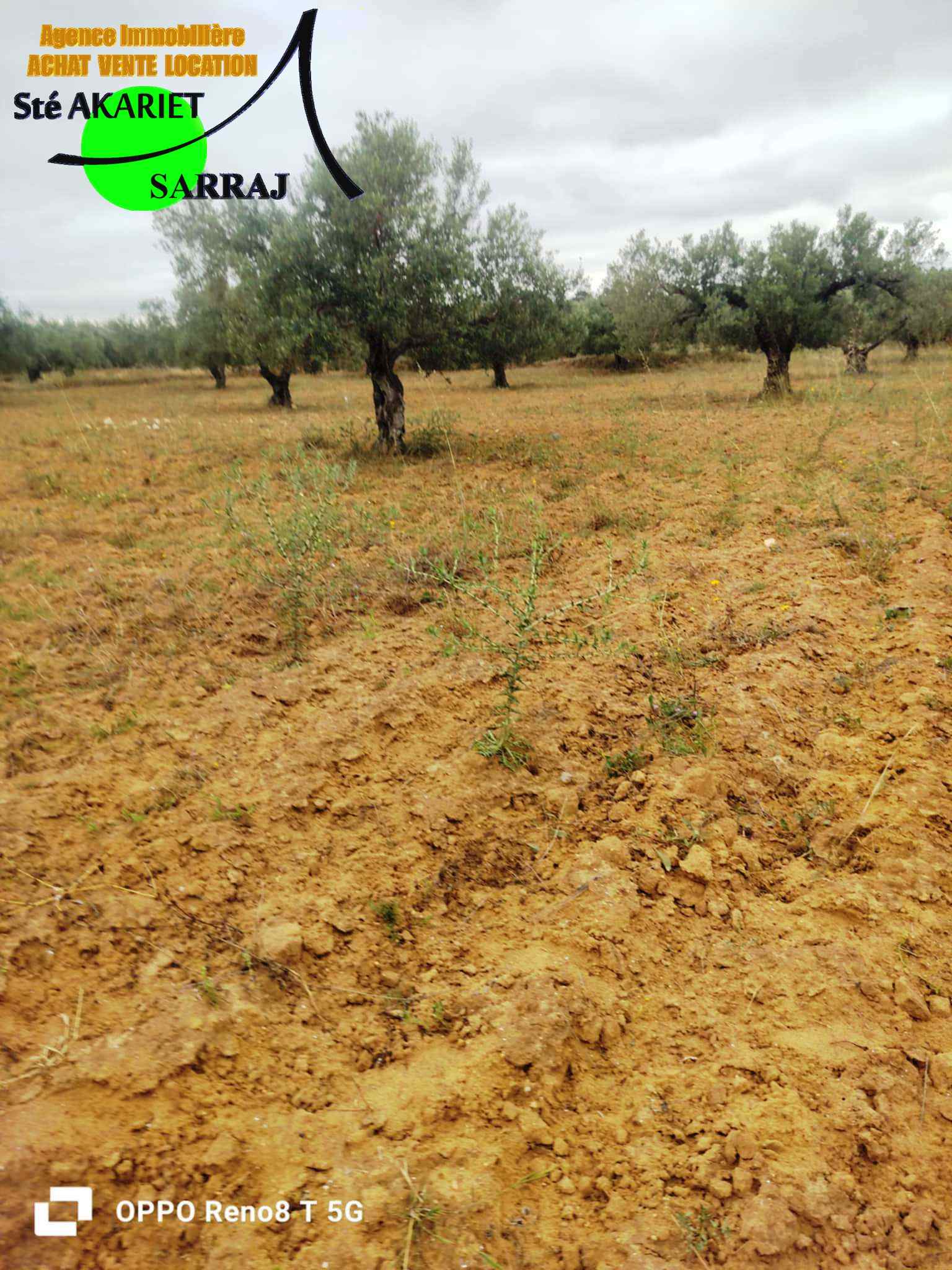 Kalaa El Kebira Kalaa El Kebira Terrain Terrain agricole Bon offre terrain agricole 14000m  kalaa kebira
