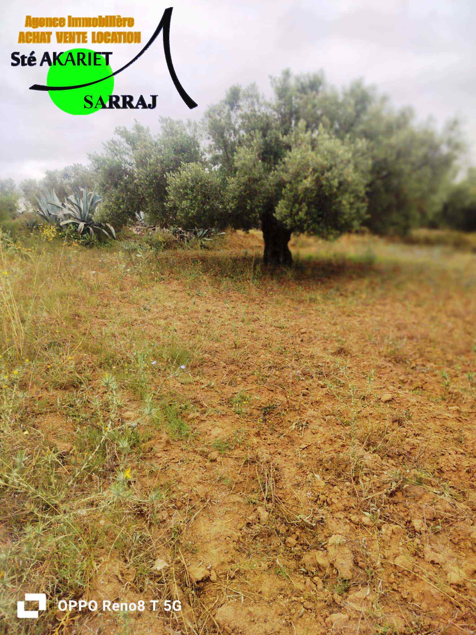 Kalaa El Kebira Kalaa El Kebira Terrain Terrain agricole Bon offre terrain agricole 14000m  kalaa kebira