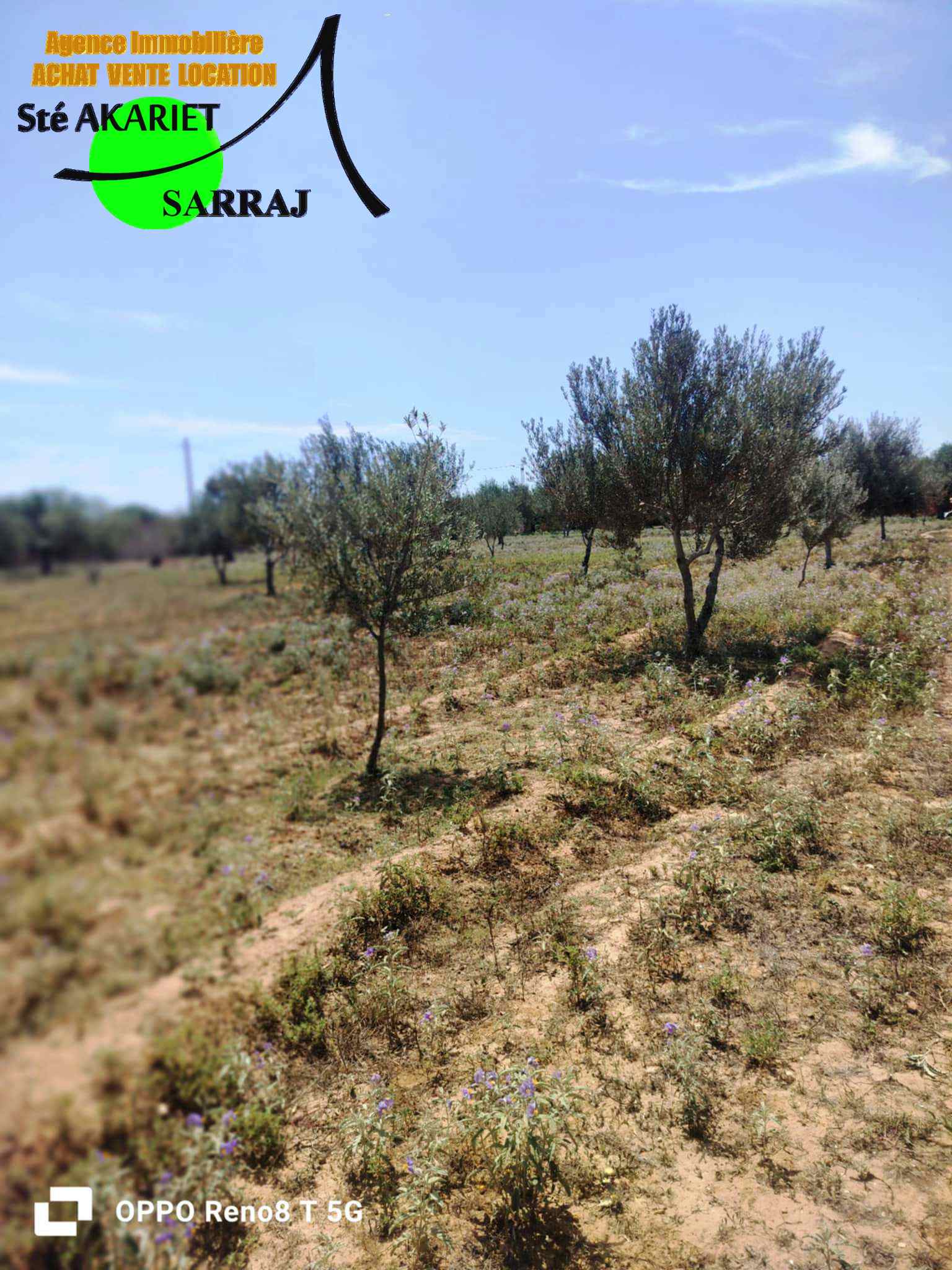 Kalaa El Kebira Chiab Terrain Terrain agricole Senia cltur 12000m  kalaa kbira chiab
