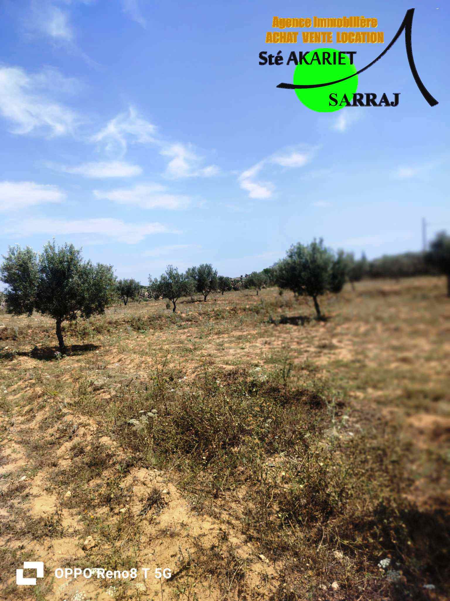 Kalaa El Kebira Chiab Terrain Terrain agricole Senia cltur 12000m  kalaa kbira chiab