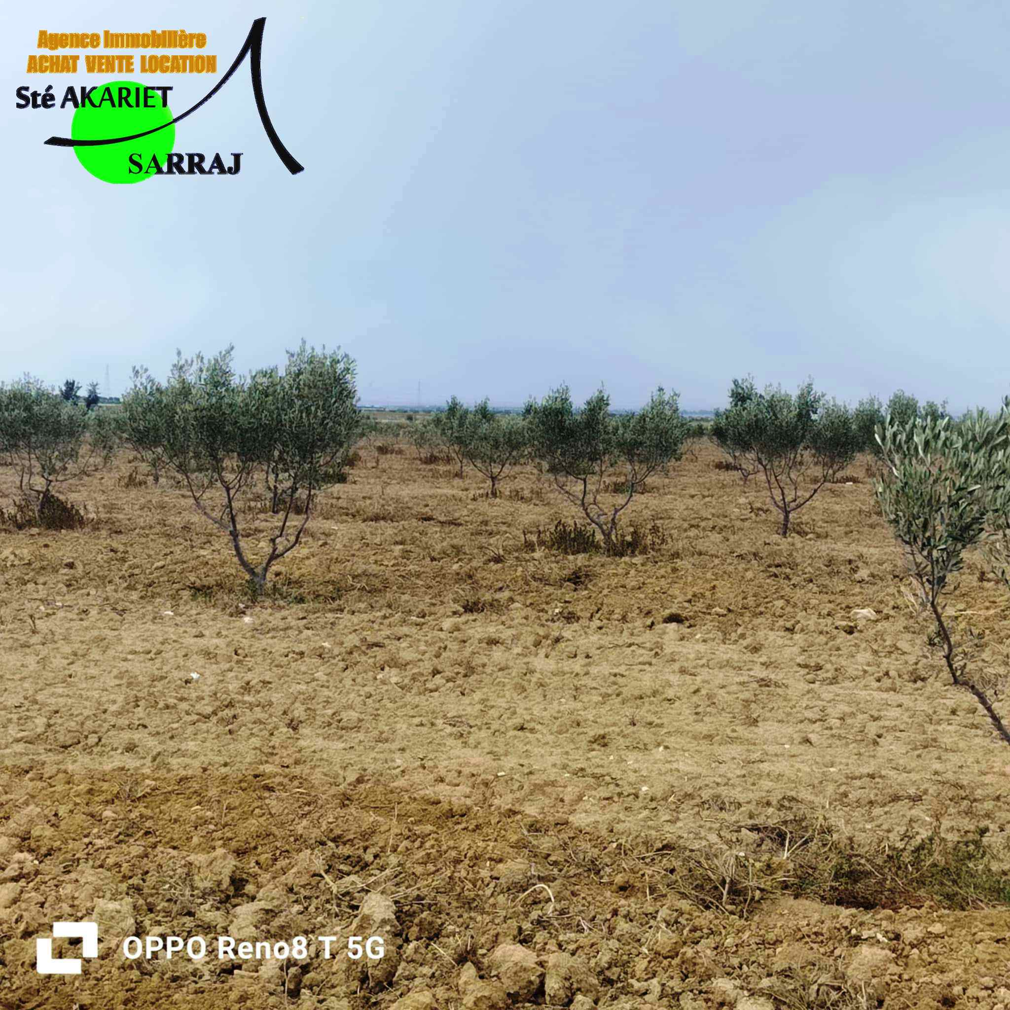 Enfidha El Frada Terrain Terrain agricole Terrain agricole 6 hectares et 9479m  enfidha