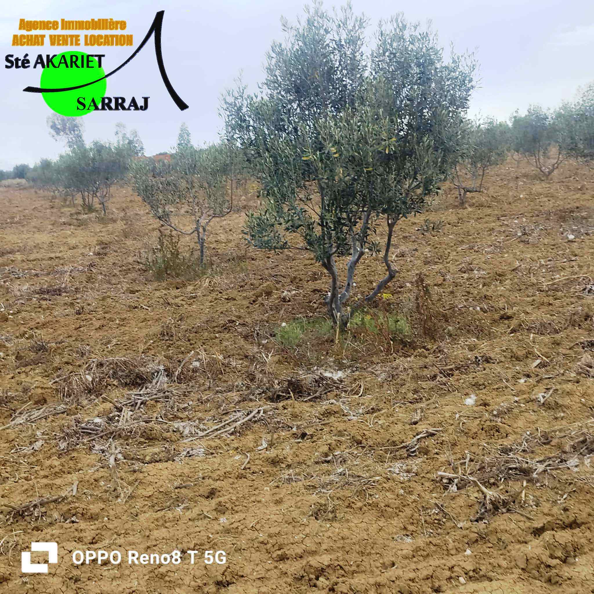 Enfidha El Frada Terrain Terrain agricole Terrain agricole 6 hectares et 9479m  enfidha