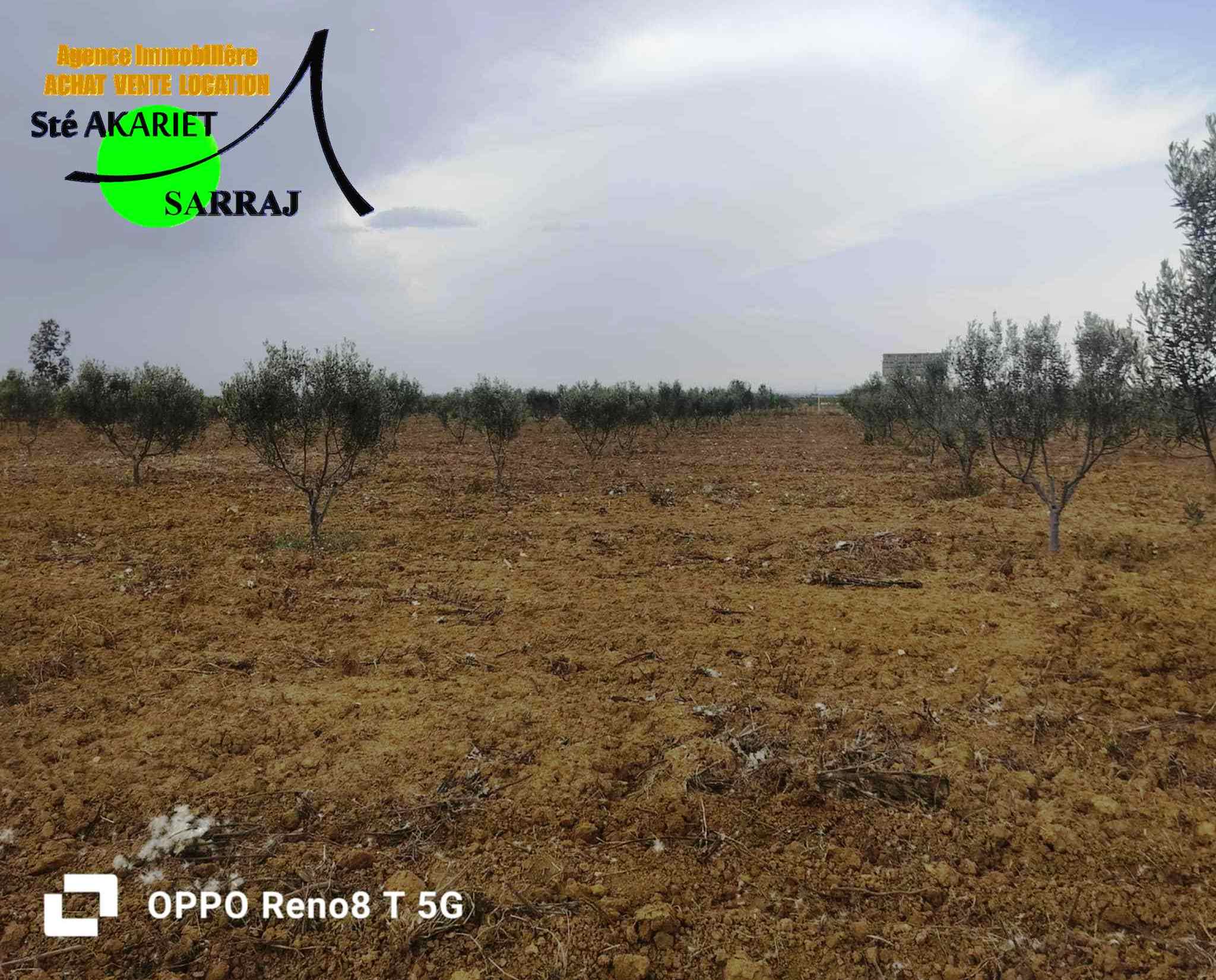 Enfidha El Frada Terrain Terrain agricole Terrain agricole 6 hectares et 9479m  enfidha