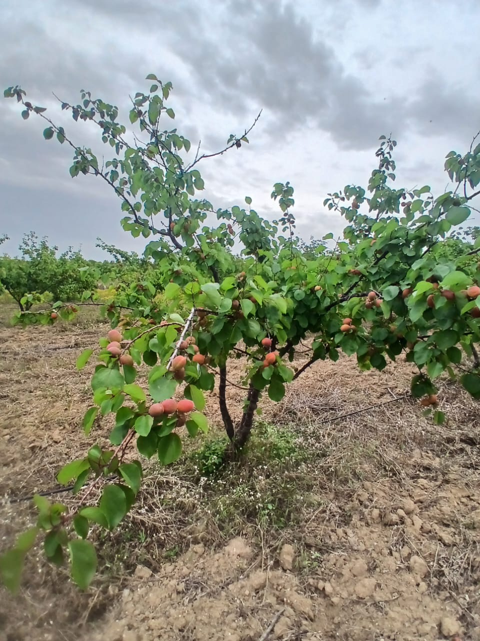 Tebourba Tebourba Terrain Terrain agricole Senia cltur  manouba