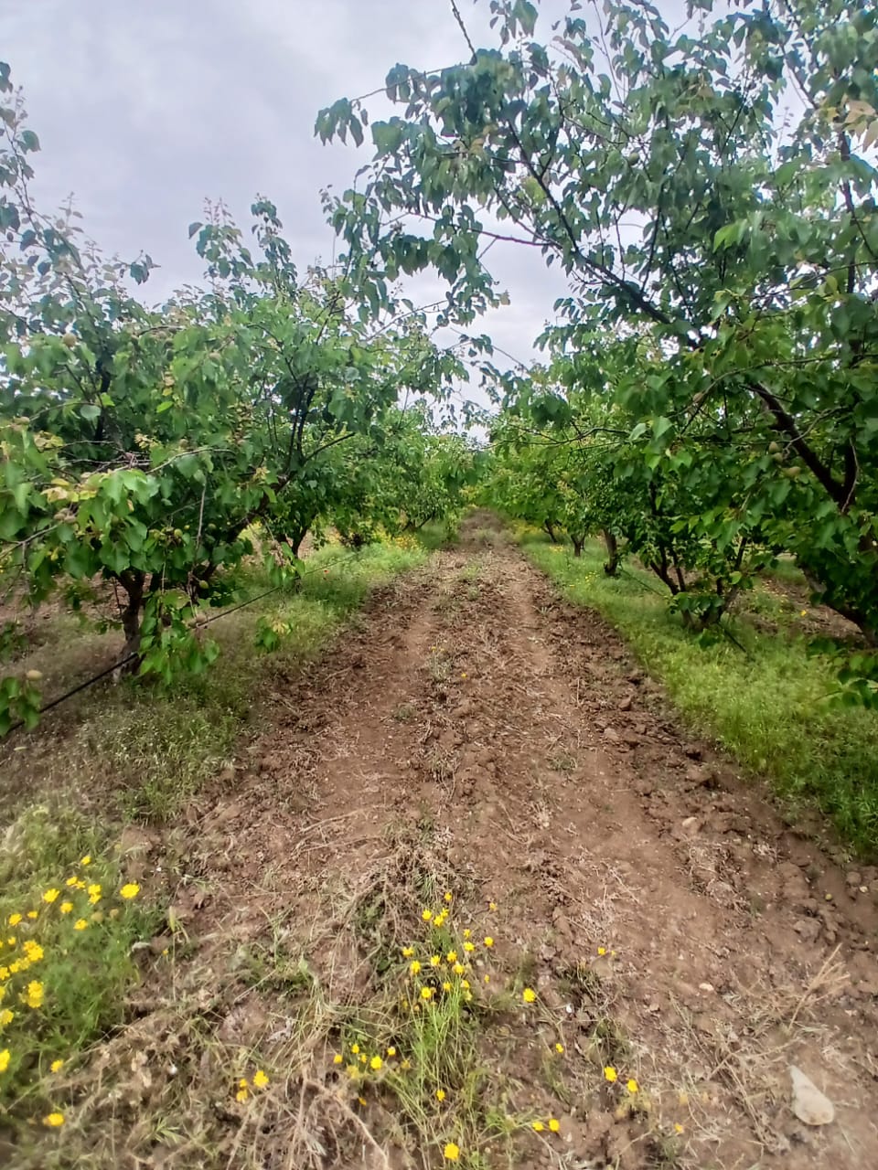 Tebourba Tebourba Terrain Terrain agricole Senia cltur  manouba