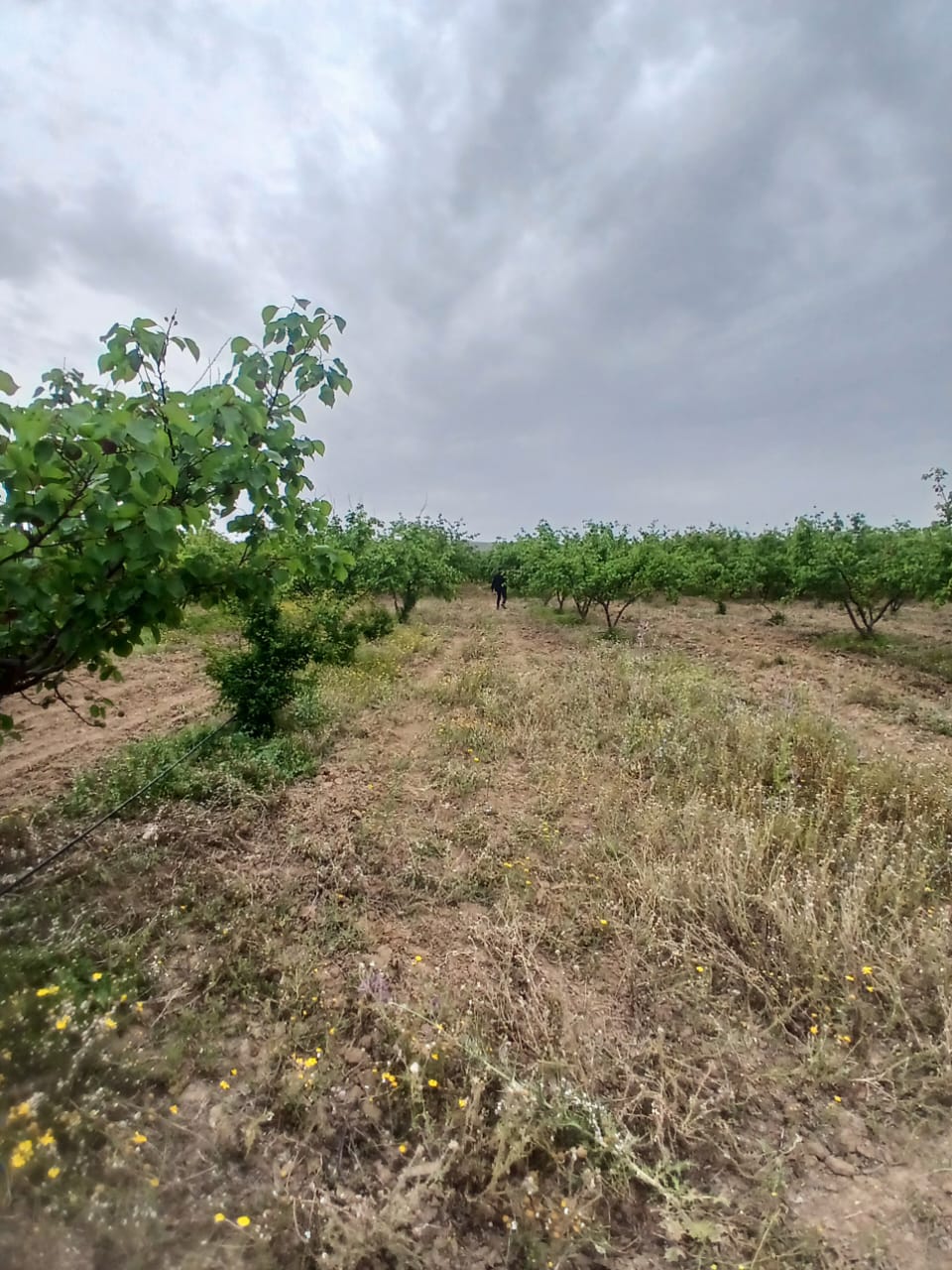 Tebourba Tebourba Terrain Terrain agricole Senia cltur  manouba