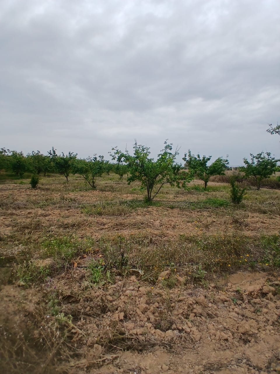 Tebourba Tebourba Terrain Terrain agricole Senia cltur  manouba