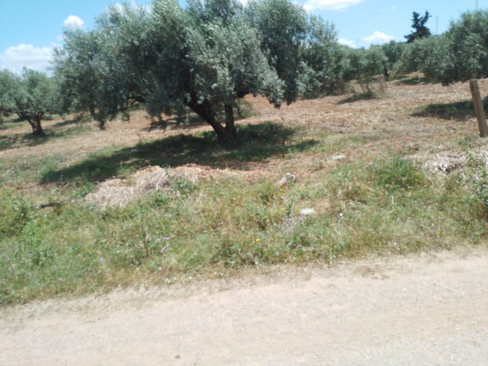 Mateur Mateur Terrain Terrain agricole Senia agricole  a bizerte
