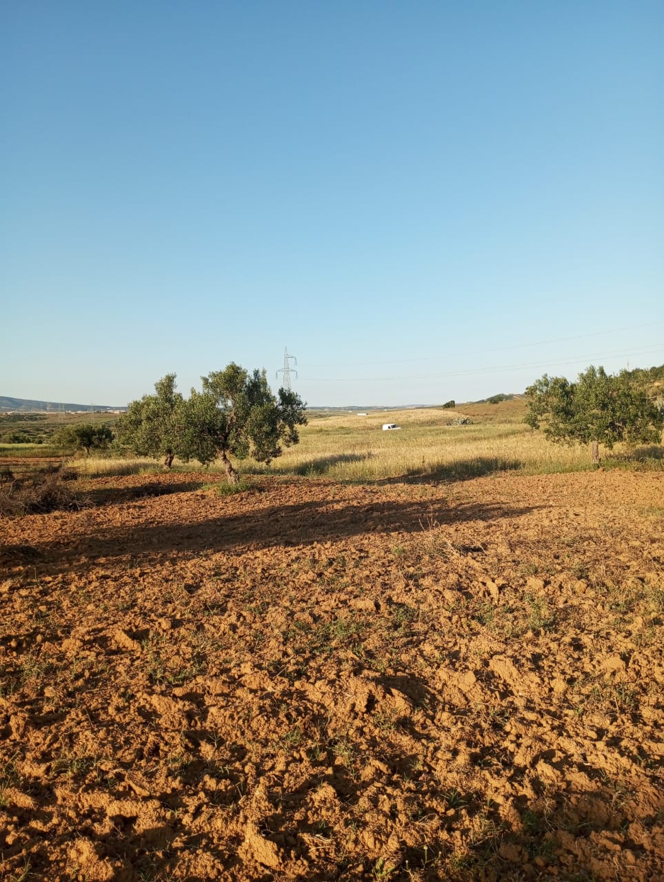 Hammamet Hammamet Terrain Terrain agricole Av terrain 7000m avec oliviers  hammamet sud