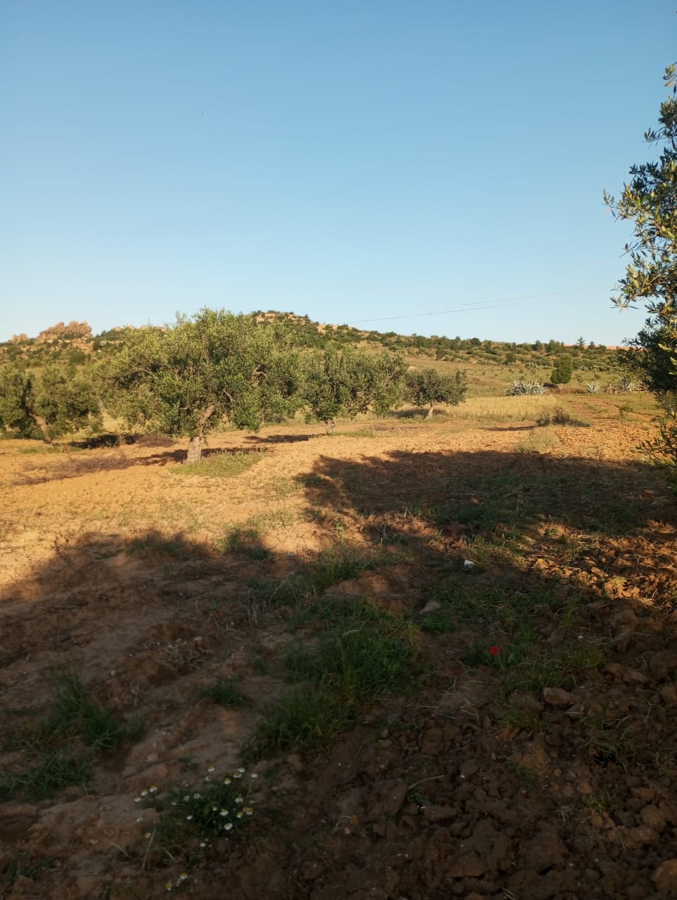 Hammamet Hammamet Terrain Terrain agricole Av terrain 7000m avec oliviers  hammamet sud