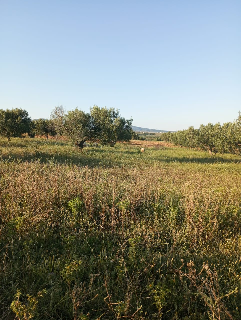 Hammamet Hammamet Terrain Terrain agricole Av terrain 7000m avec oliviers  hammamet sud