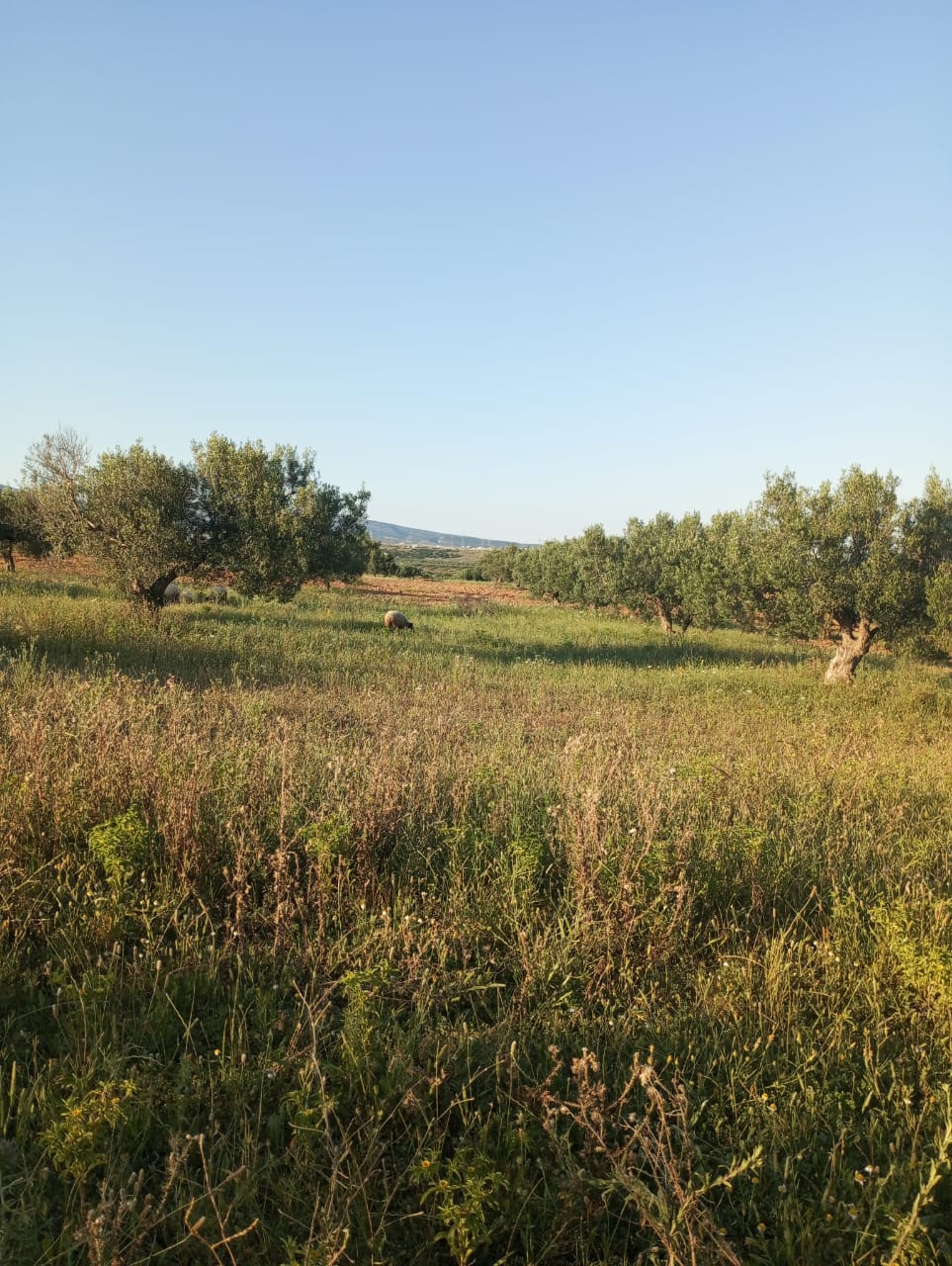 Hammamet Hammamet Terrain Terrain agricole Av terrain 7000m  hammamet sud