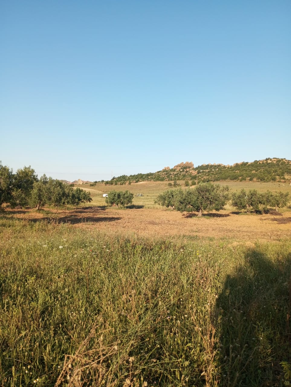 Hammamet Hammamet Terrain Terrain agricole Av terrain 7000m  hammamet sud