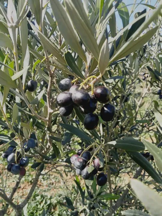 Hammamet Hammamet Terrain Terrain agricole Av terrain 7800m avec oliviers  hammamet sud