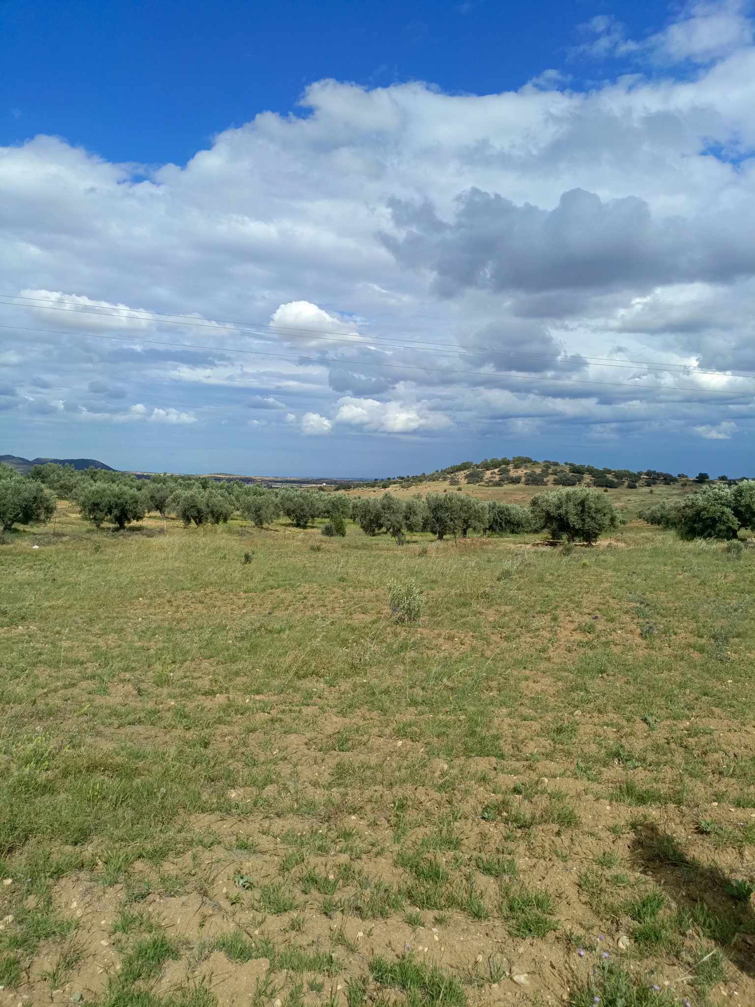 Hammam Zriba Bou Achir Terrain Terrain agricole Av 4100m cltur  zaghouan
