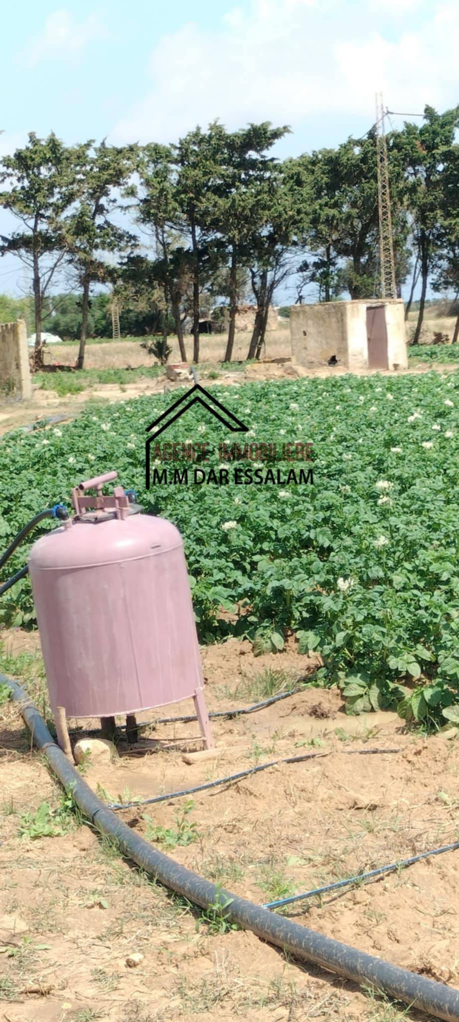 Kelibia Dar Chichou Terrain Terrain agricole Terrain agricole bien quipe
