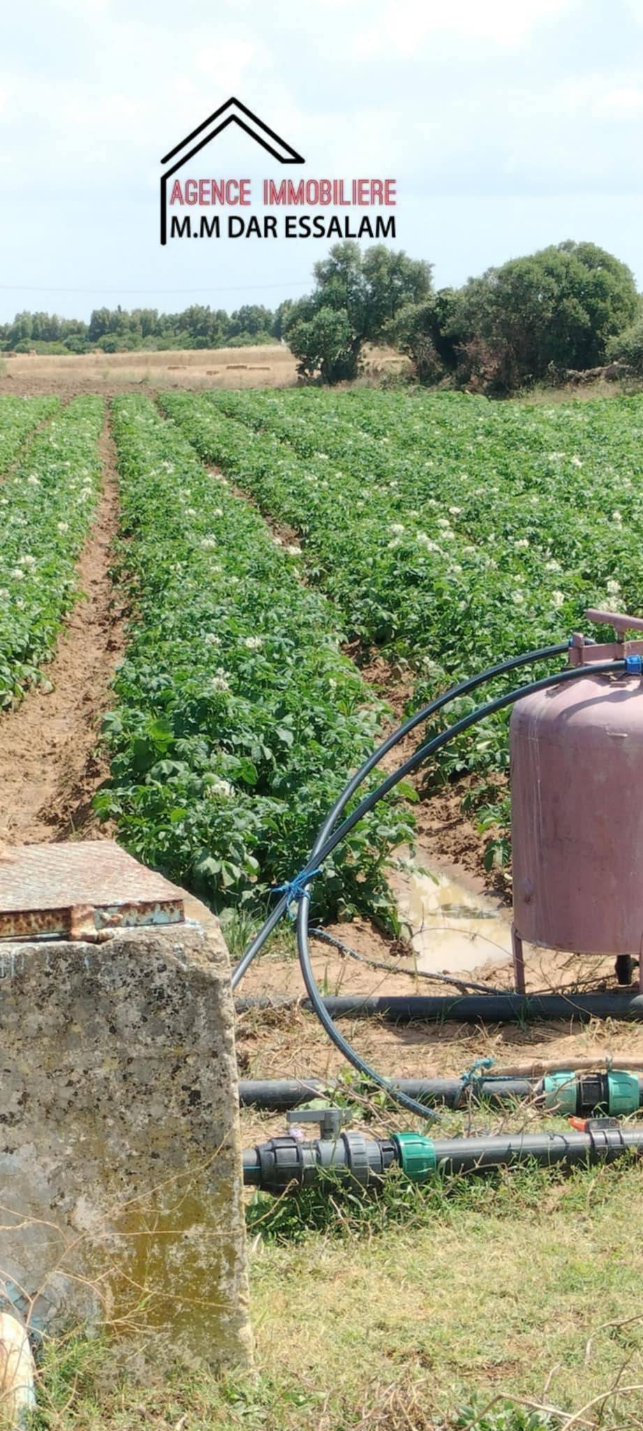 Kelibia Dar Chichou Terrain Terrain agricole Terrain agricole bien quipe