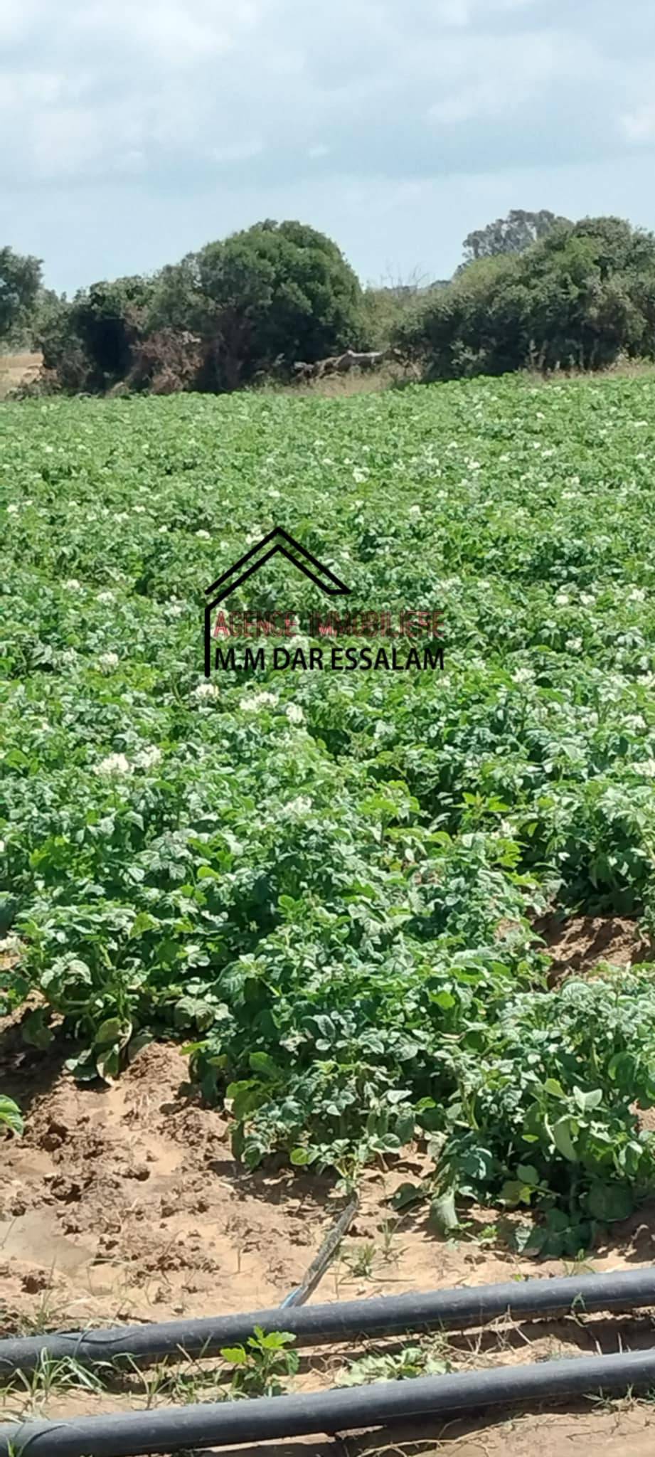Kelibia Dar Chichou Terrain Terrain agricole Terrain agricole bien quipe