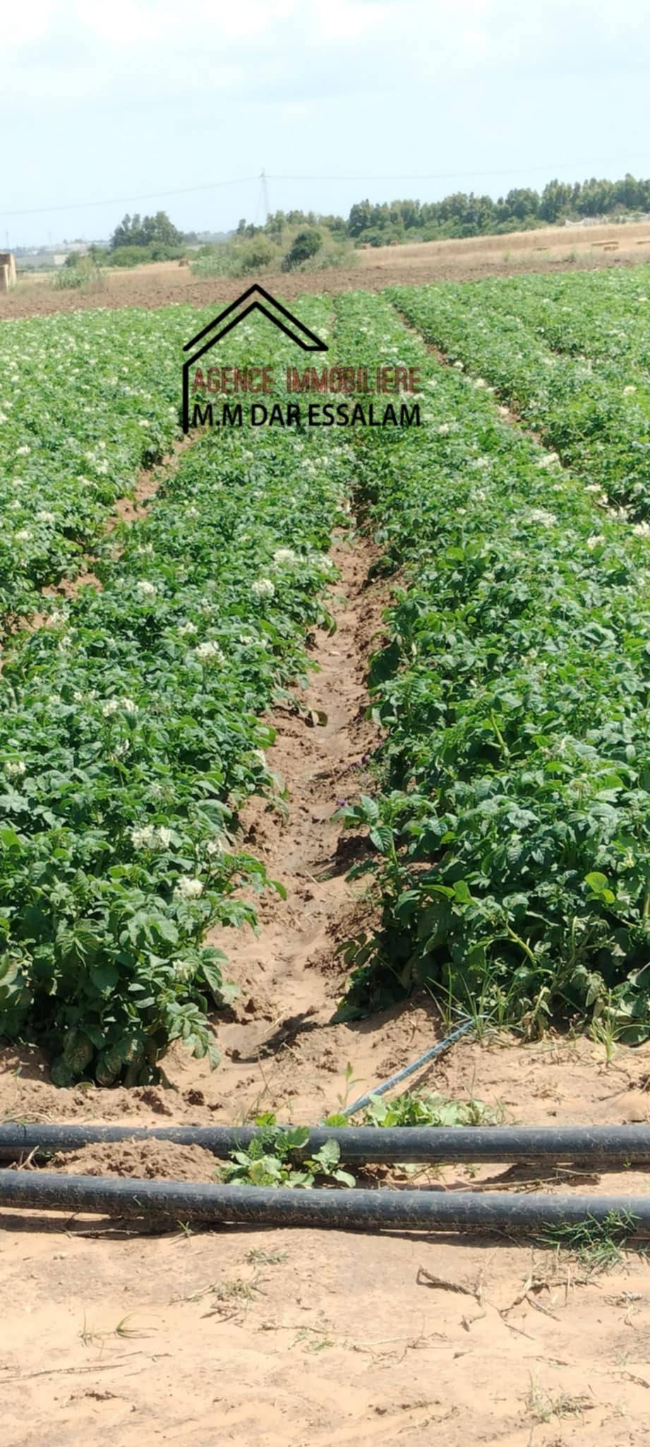 Kelibia Dar Chichou Terrain Terrain agricole Terrain agricole bien quipe