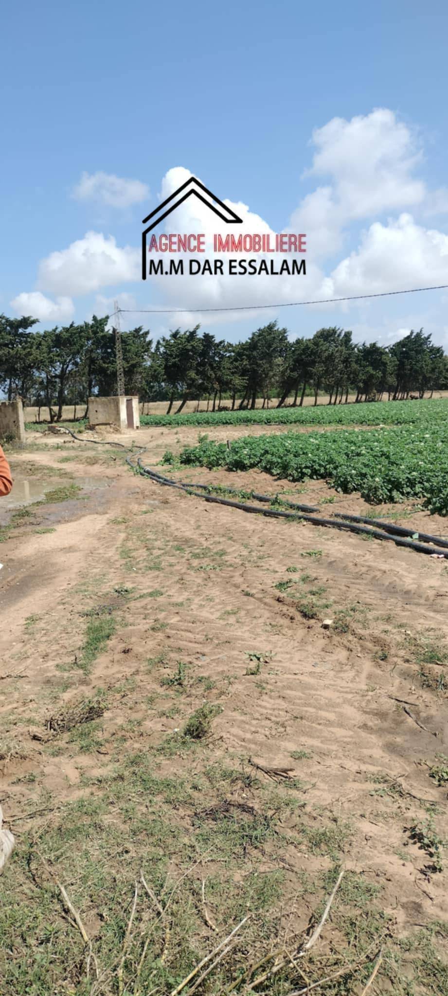 Kelibia Dar Chichou Terrain Terrain agricole Terrain agricole bien quipe