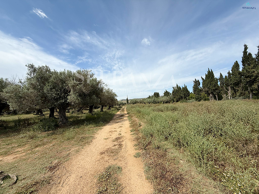 Nabeul Nabeul Terrain Terrain agricole Terrain horizon