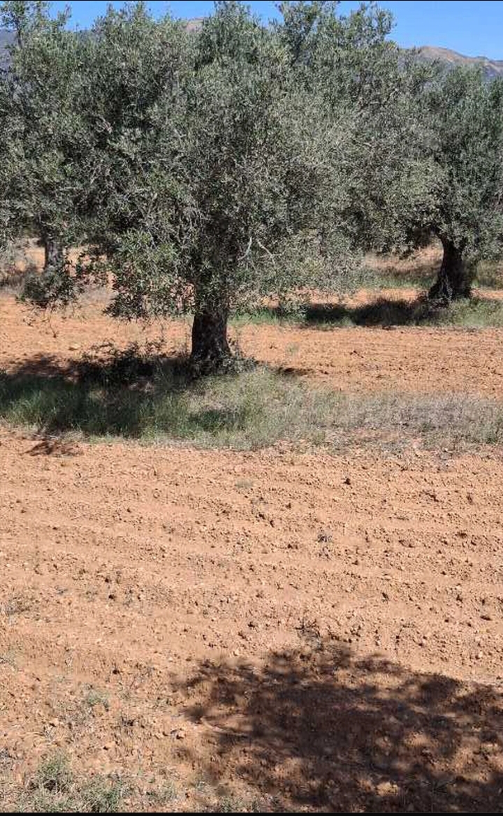 Kalaa Essghira Ennagr Terrain Terrain agricole Terrain en face le rue principal kalaa ennagr