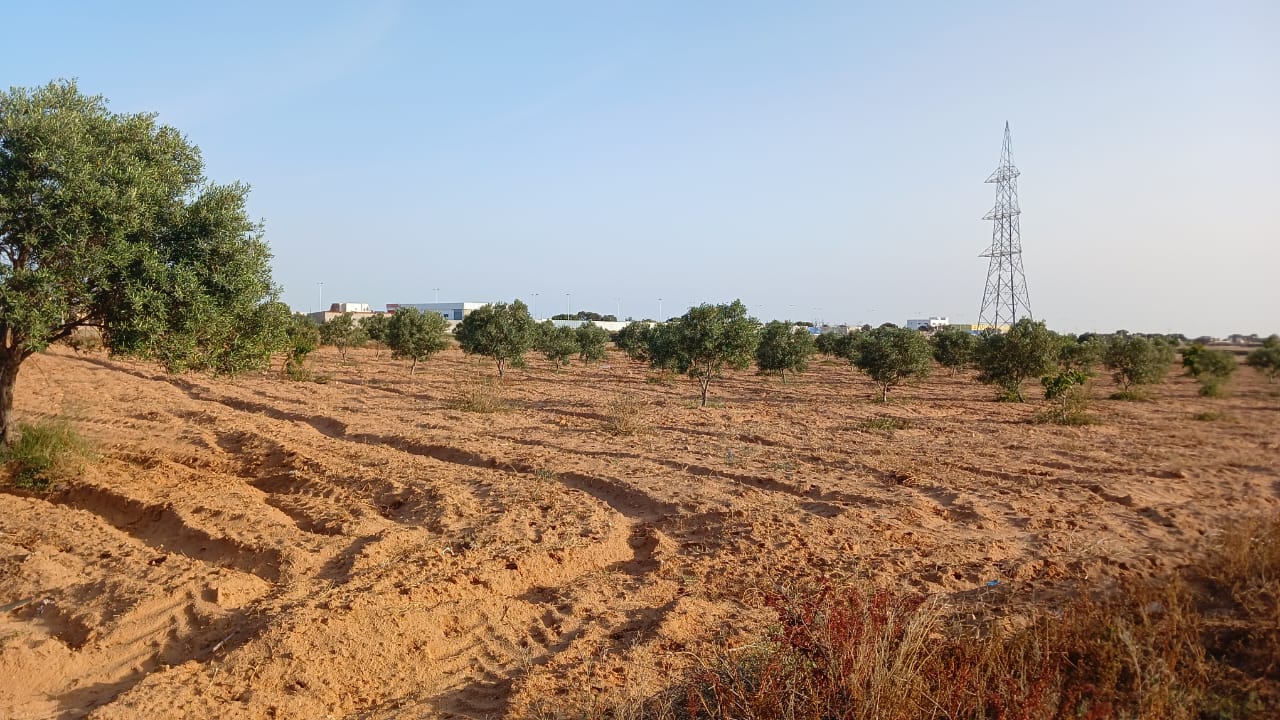 Sakiet Ezzit Sidi Salah Terrain Terrain agricole Opportunite a saisir terrain agricole