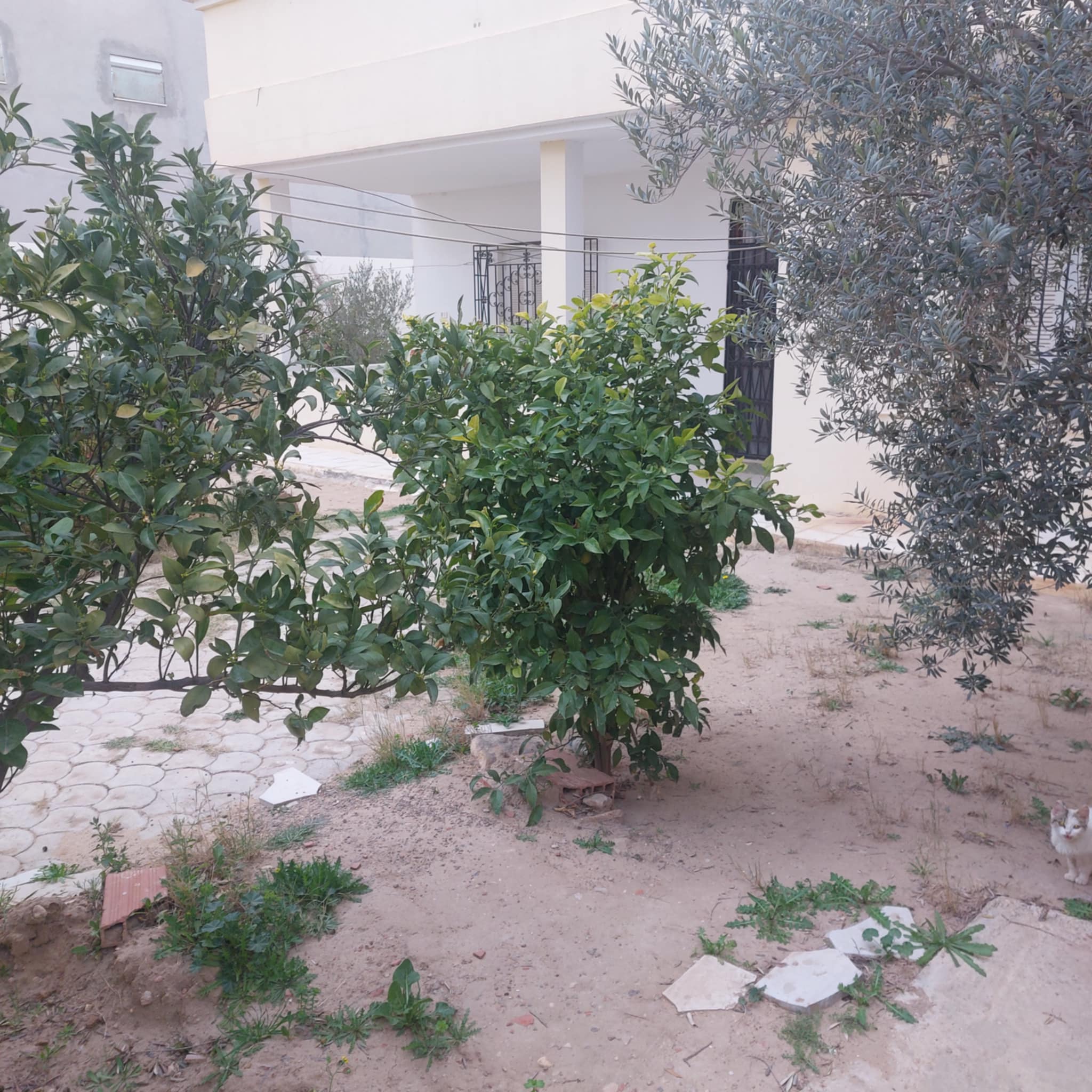 Kasserine Nord Kasserine Vente Maisons Une villa  bien situe  kasserine