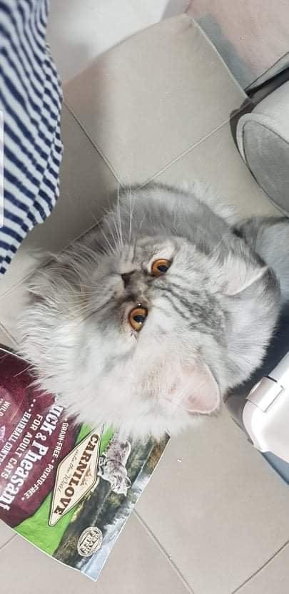 Monastir Monastir Chats Autre Chat persan trs calme et mignon avec son matriel
