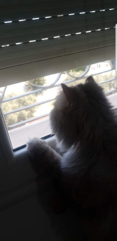 Monastir Monastir Chats Autre Chat persan trs calme et mignon avec son matriel